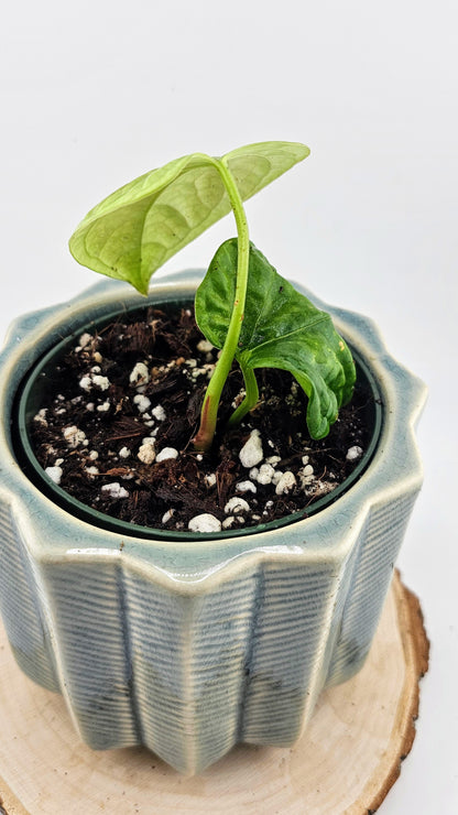 Anthurium Debilis (B)