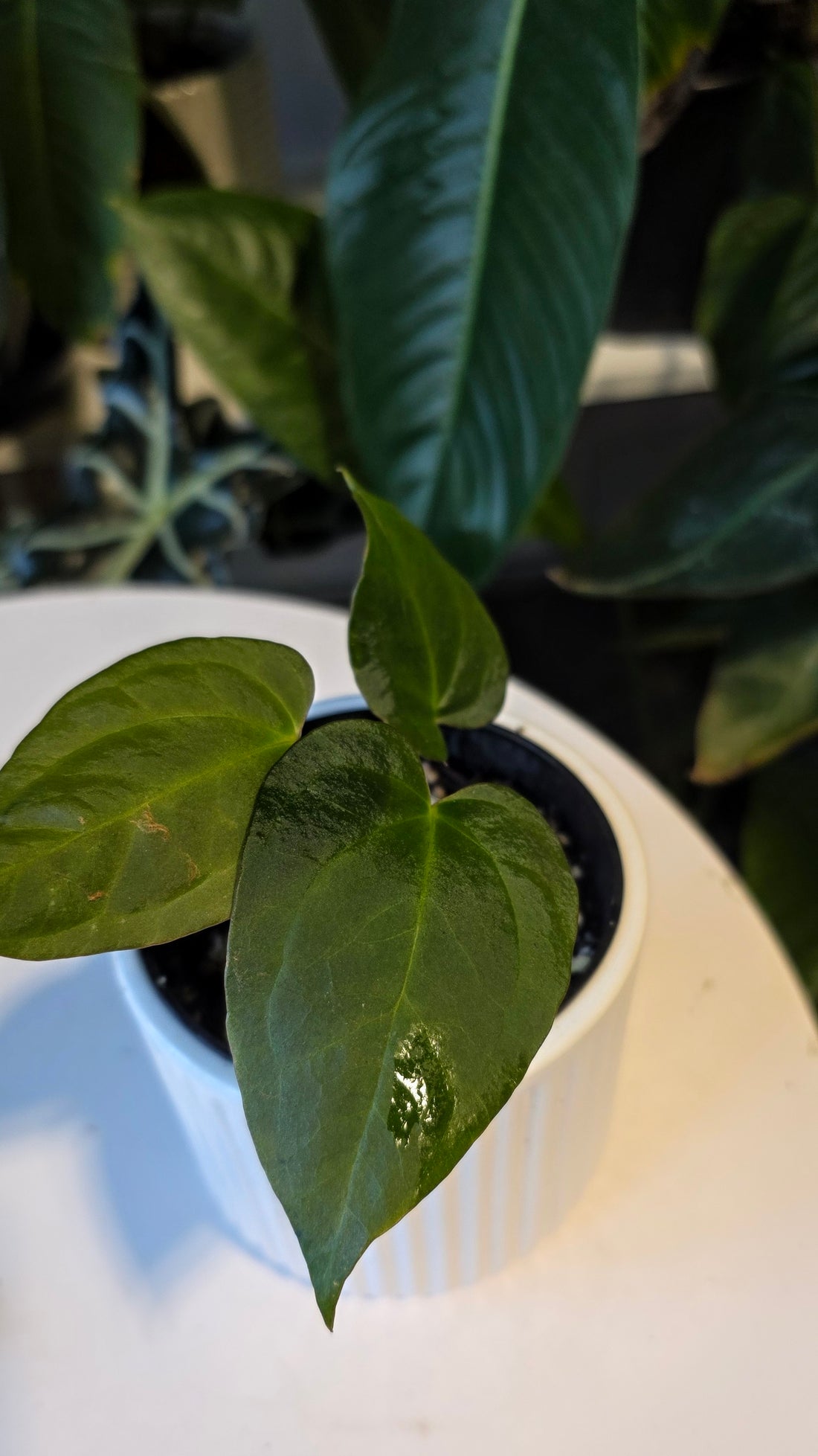 Anthurium Blue Pap x One DP (D)