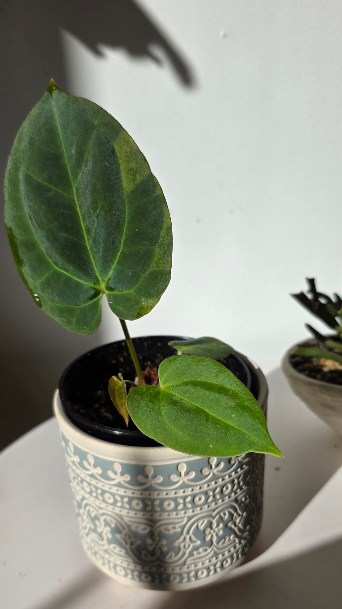Anthurium Dark Phoenix x Xone "E"