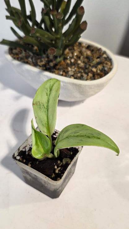 Scindapsus Treubii Superstar "C"