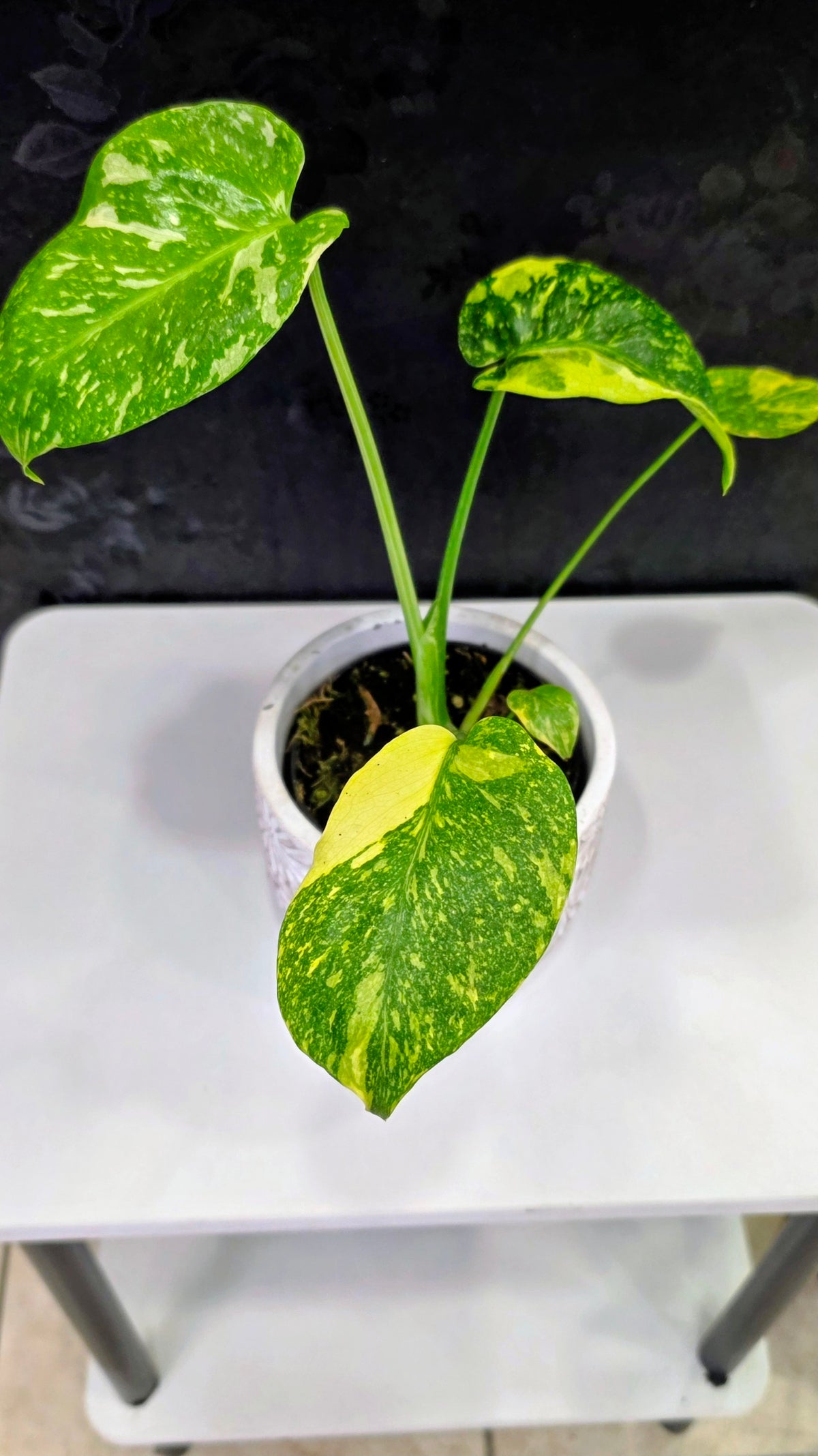 Monstera Electrolyte Variegated A