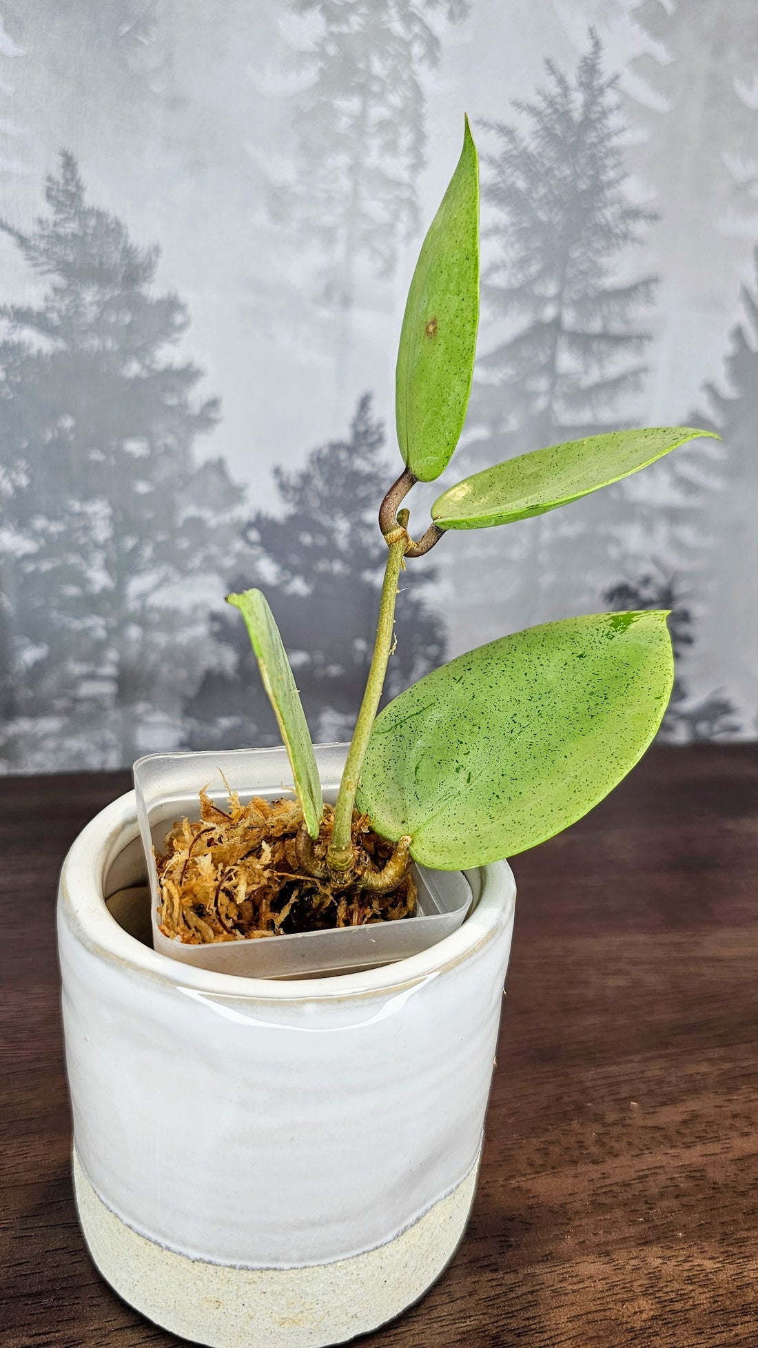 Hoya Parasitica Silver Ghost (WH 31)