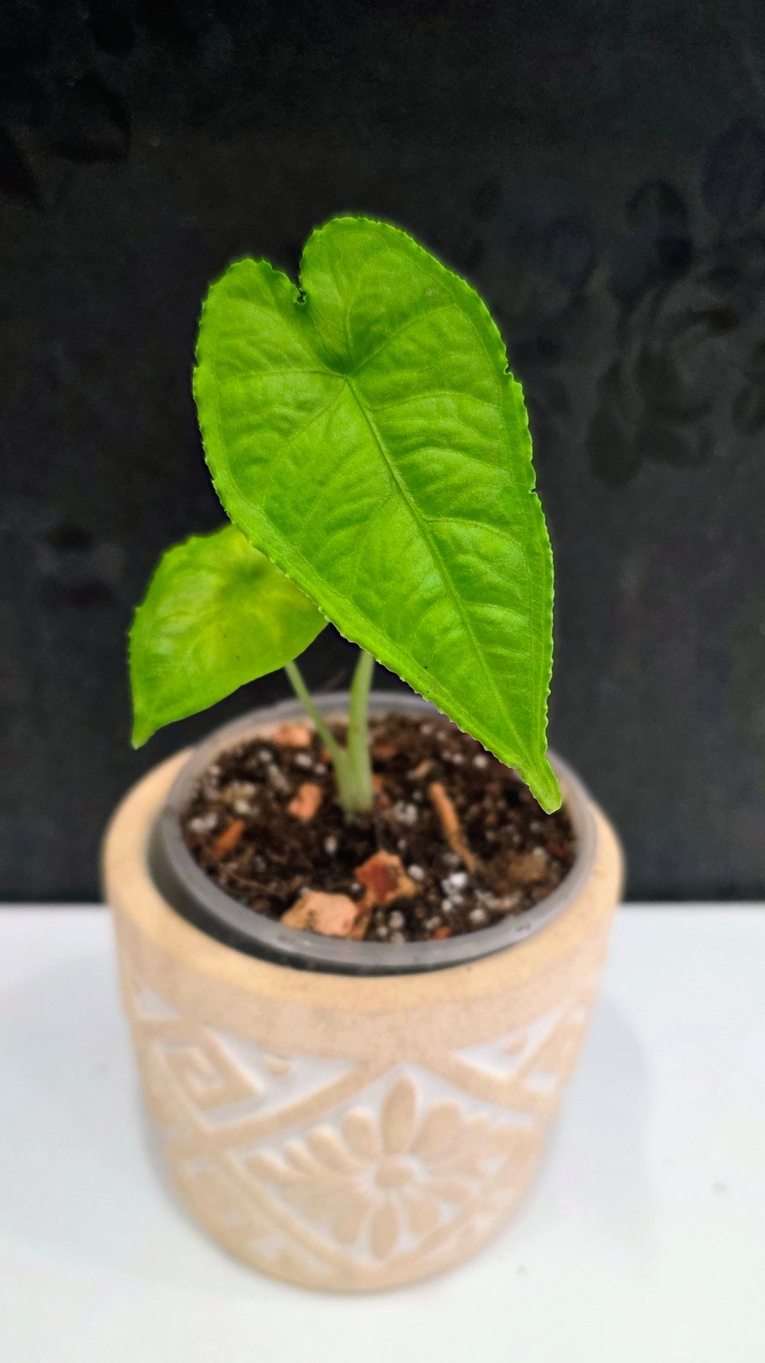 Alocasia Olanii 3.75"