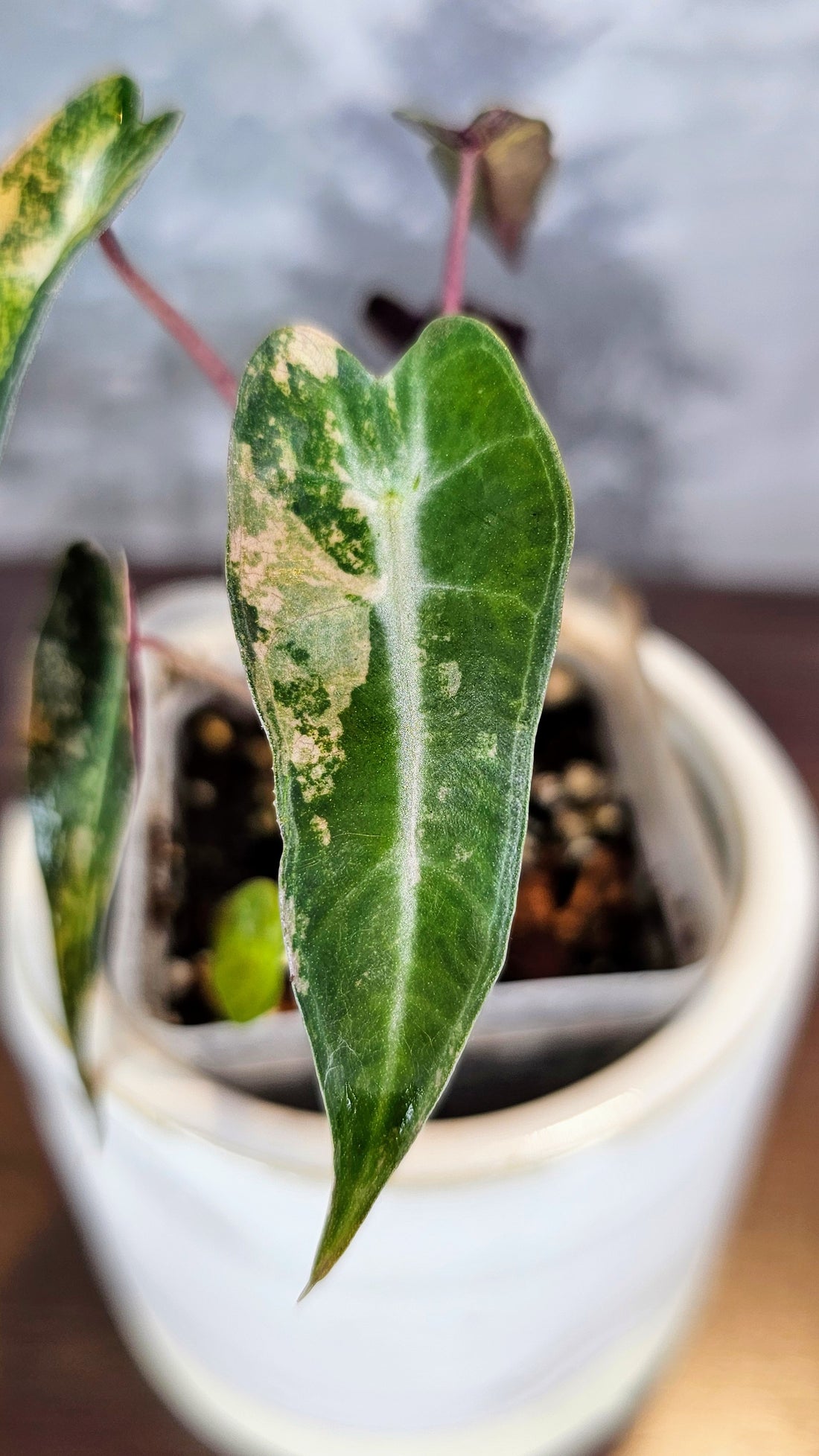 Alocasia Bambino Tricolour (AL01)