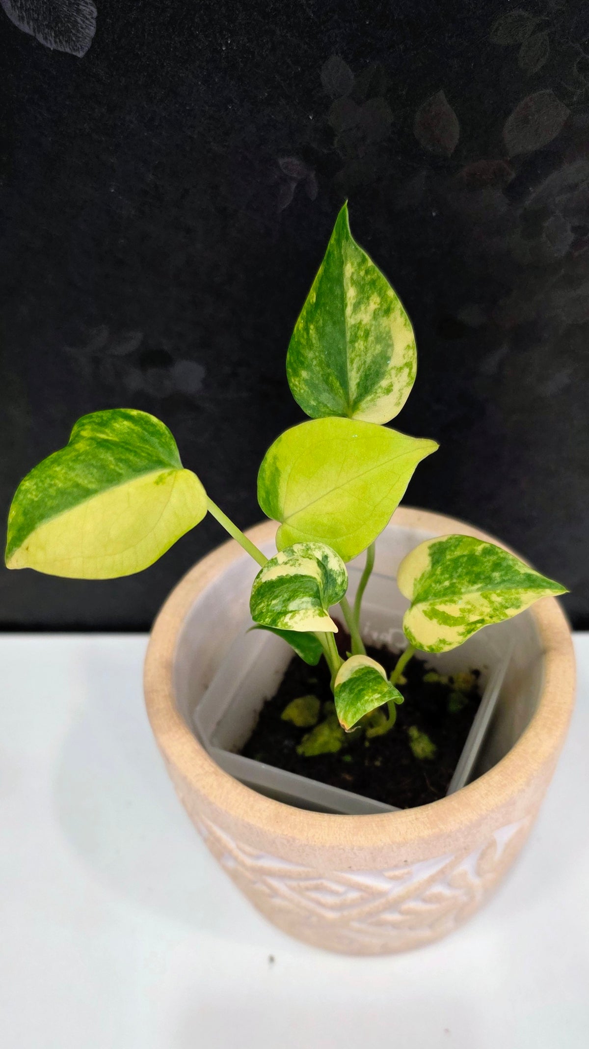 Anthurium Clarinervium Variegated D