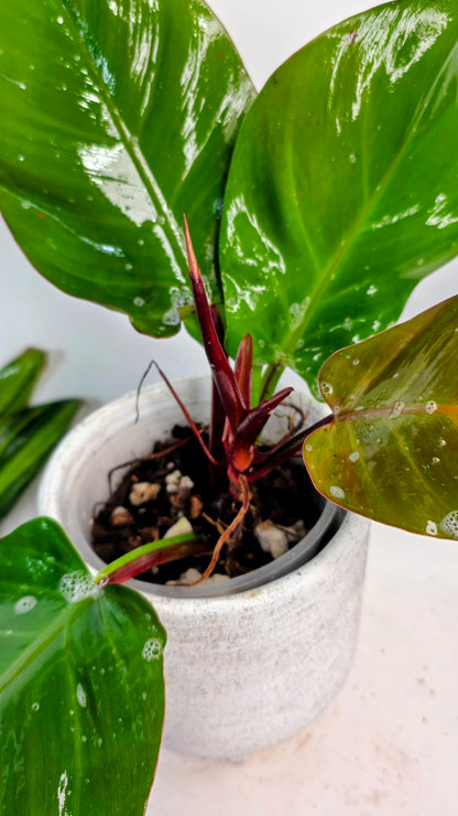 Philodendron Red Moon B