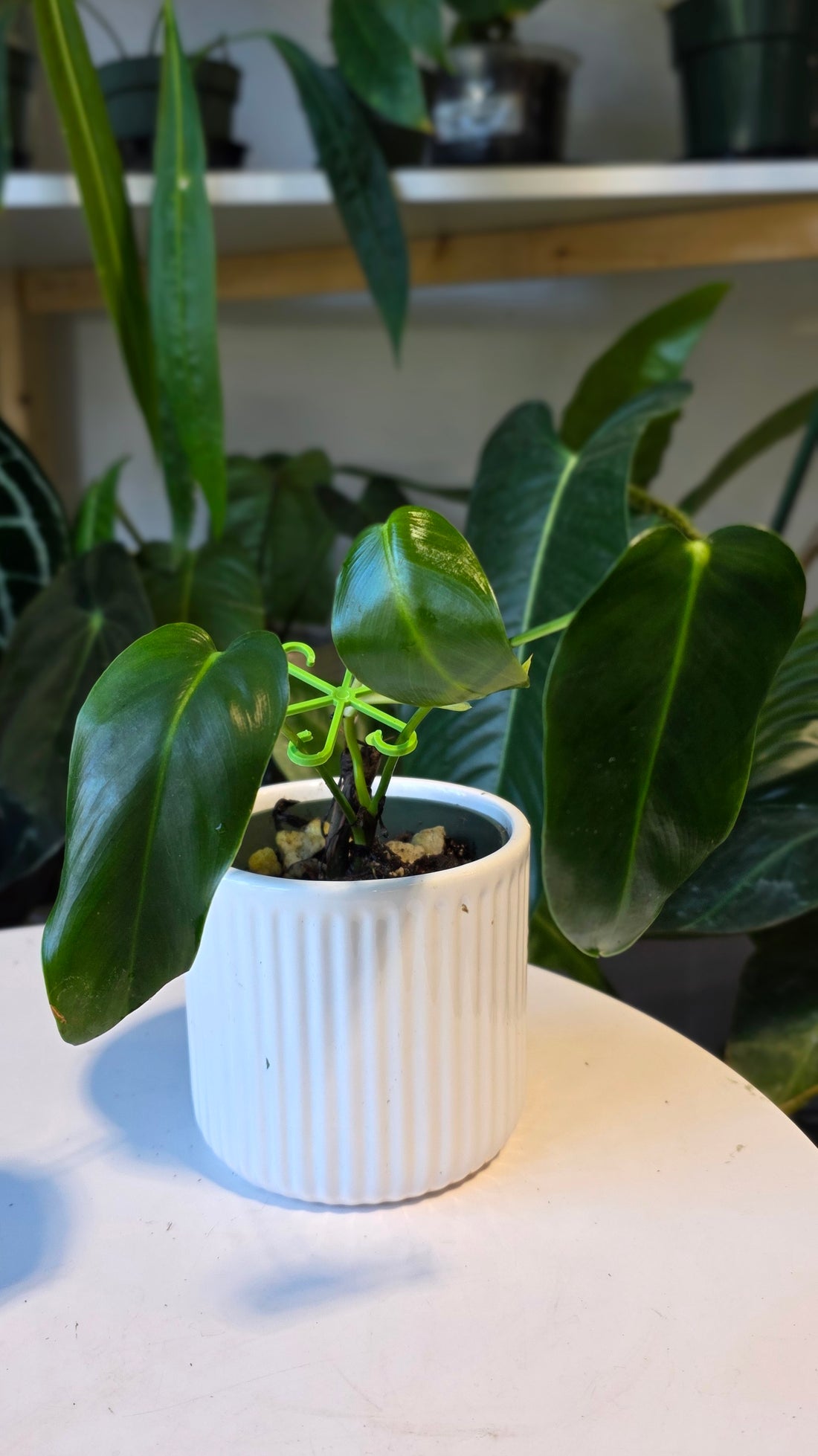 Philodendron Esmeralda Spirit (B)