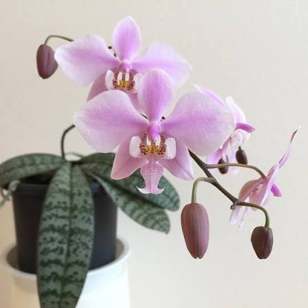 Palaenopsis schilleriana