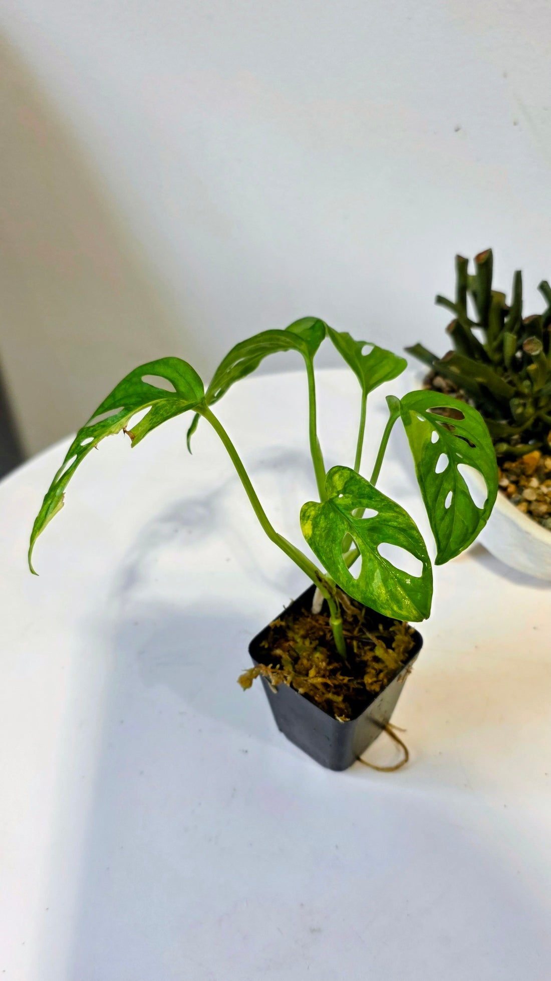 Monstera Adansonii Aurea "C"