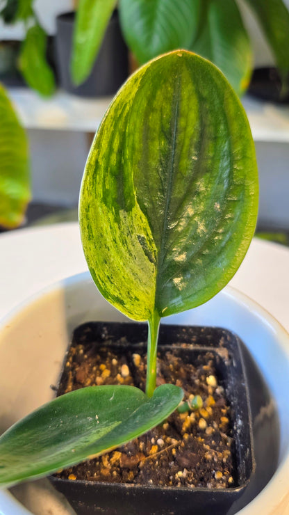 Scindapsus treubii variegated dark form
