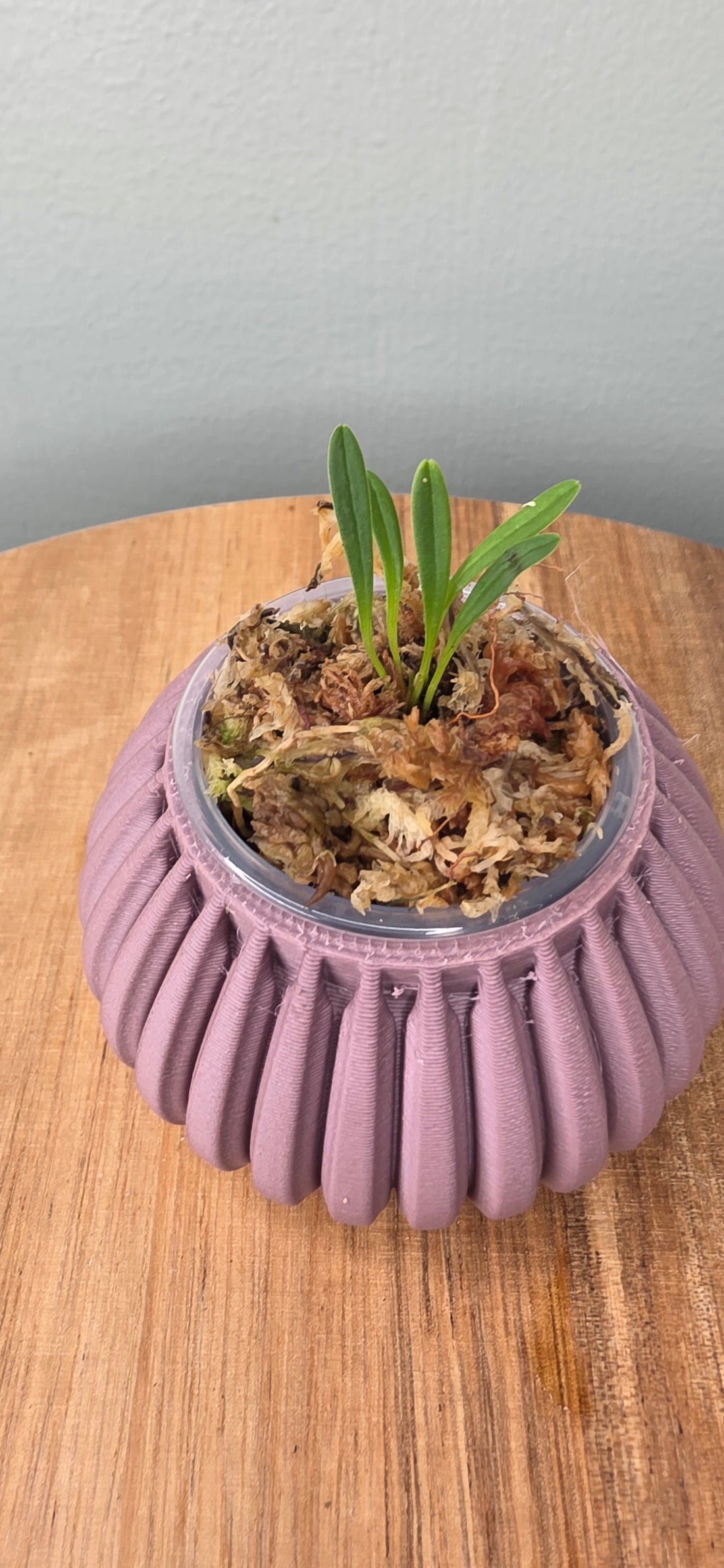 Masdevallia bangii caudas orange