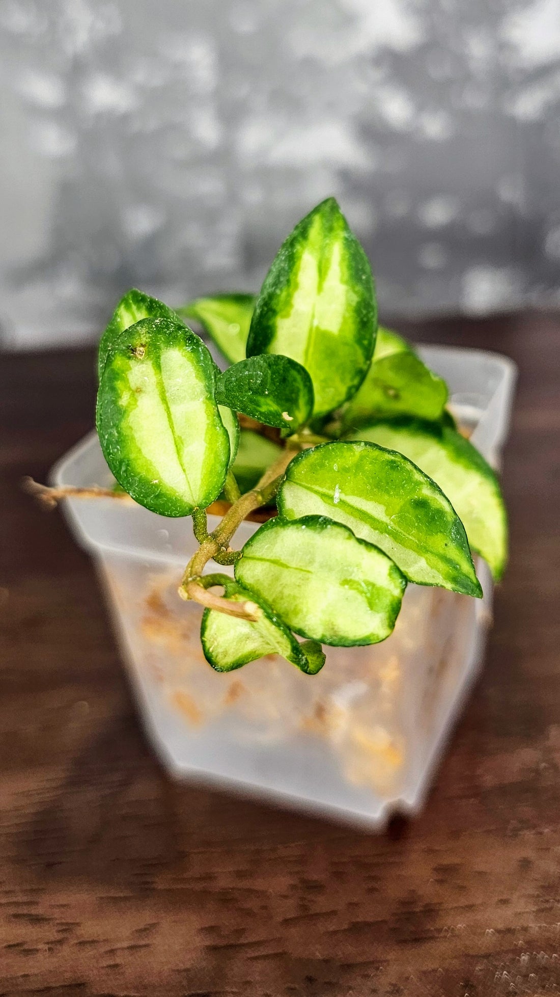Hoya Lacunosa &