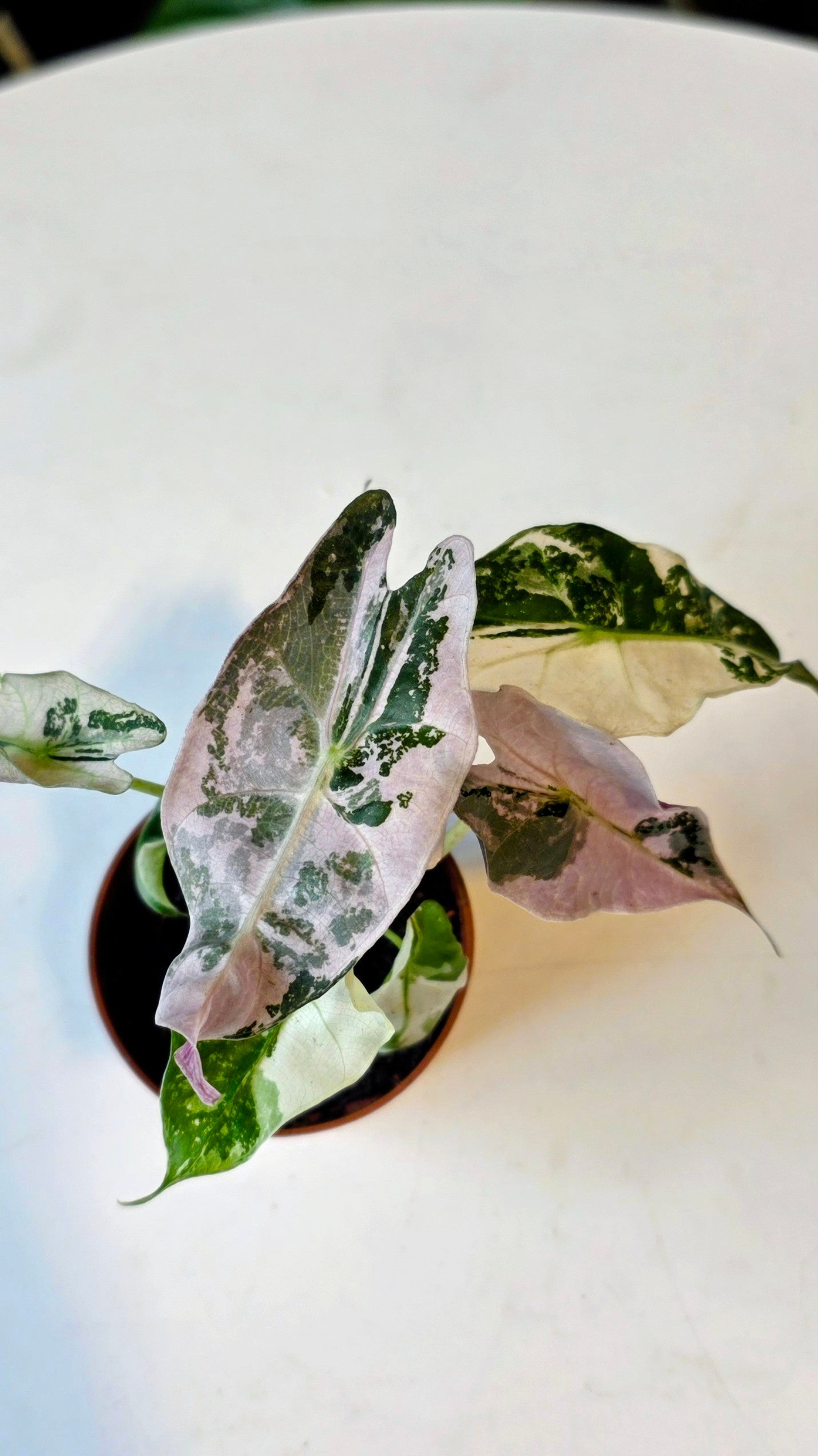 Alocasia Polly Pink Snowflake