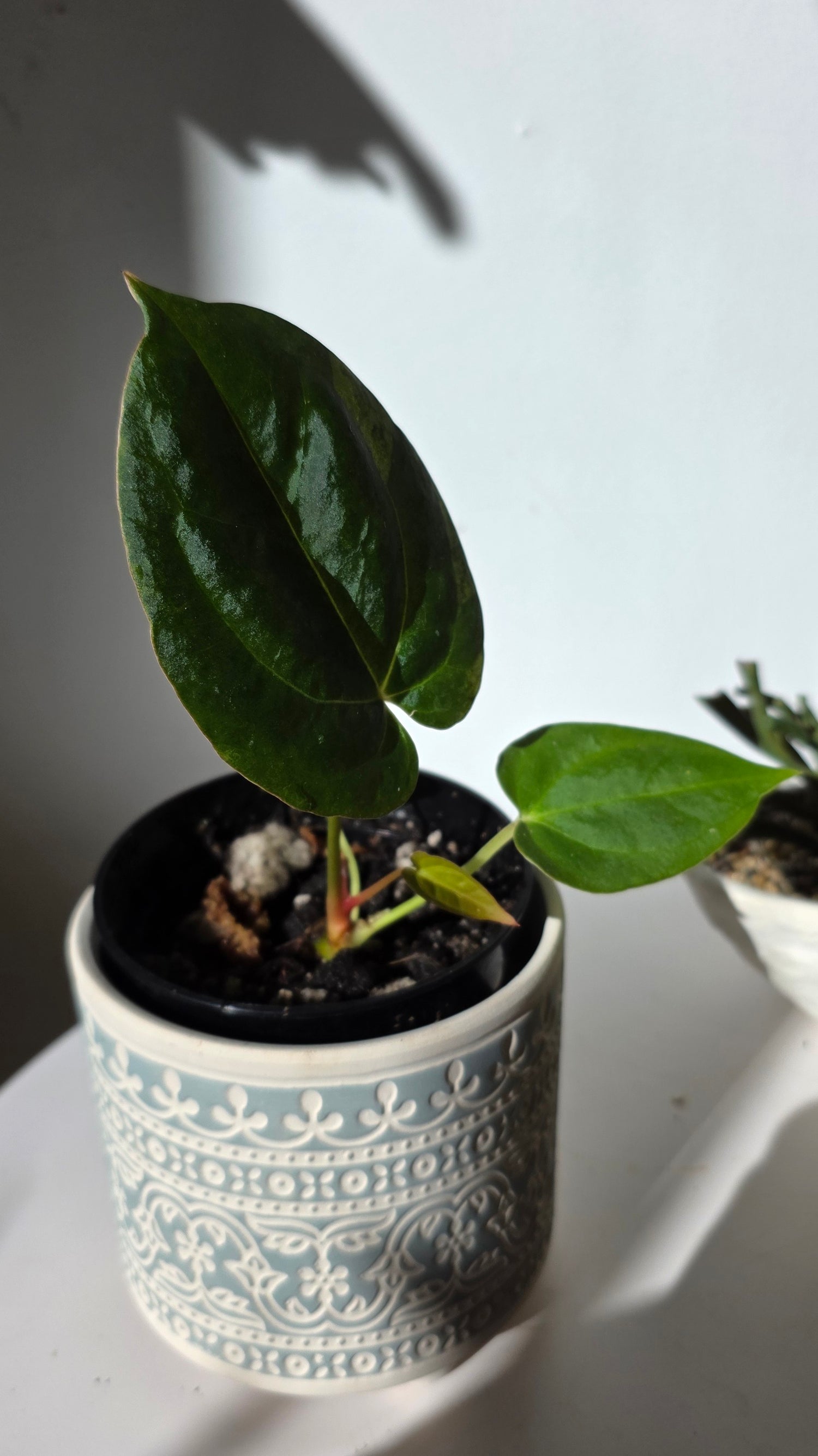 Anthurium Dark Phoenix x Xone "E"