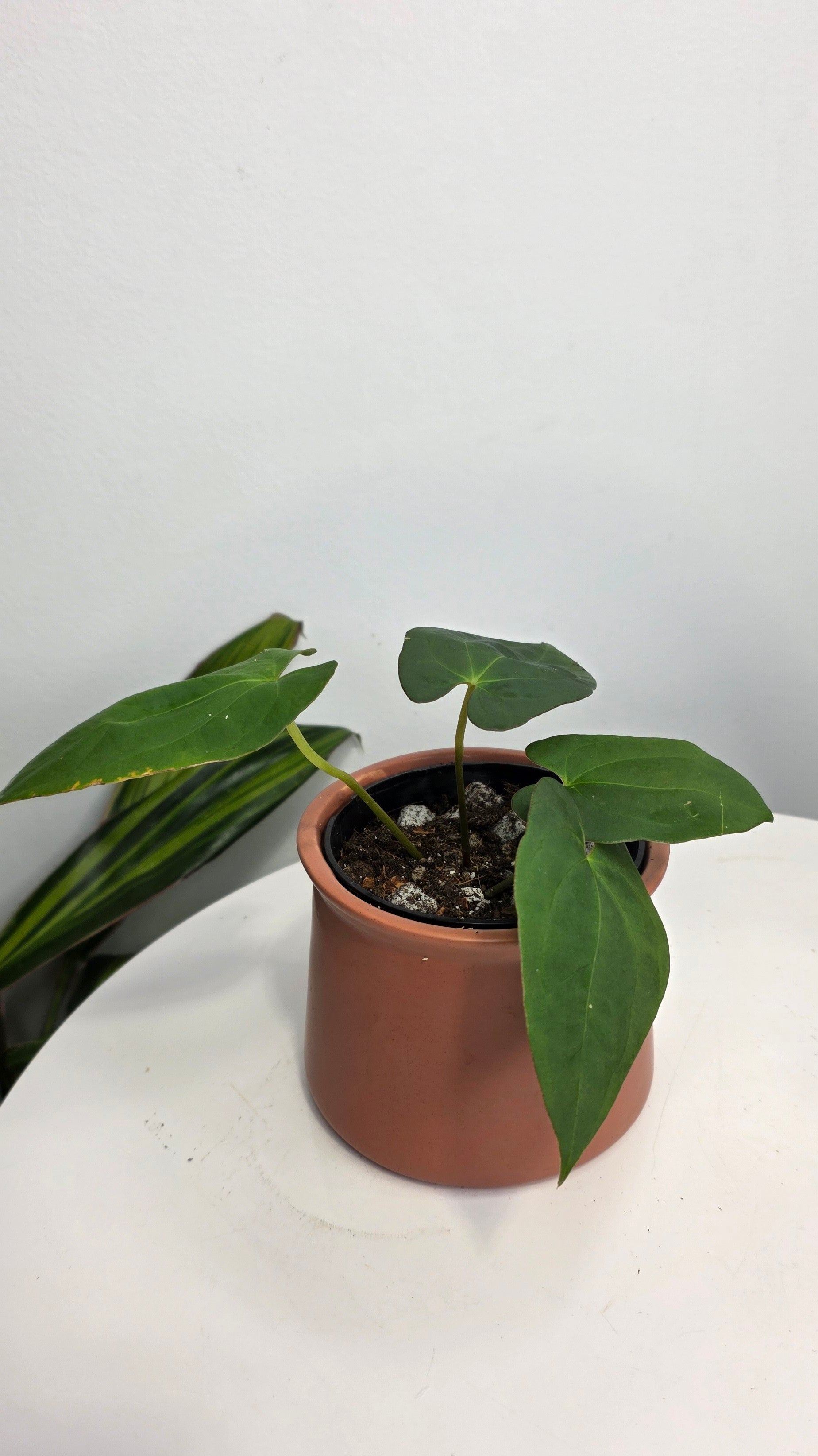 Anthurium Blue Papililaminum x Dark Phoenix B