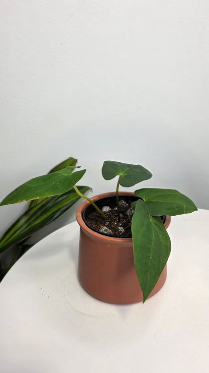 Anthurium Blue Papililaminum x Dark Phoenix B