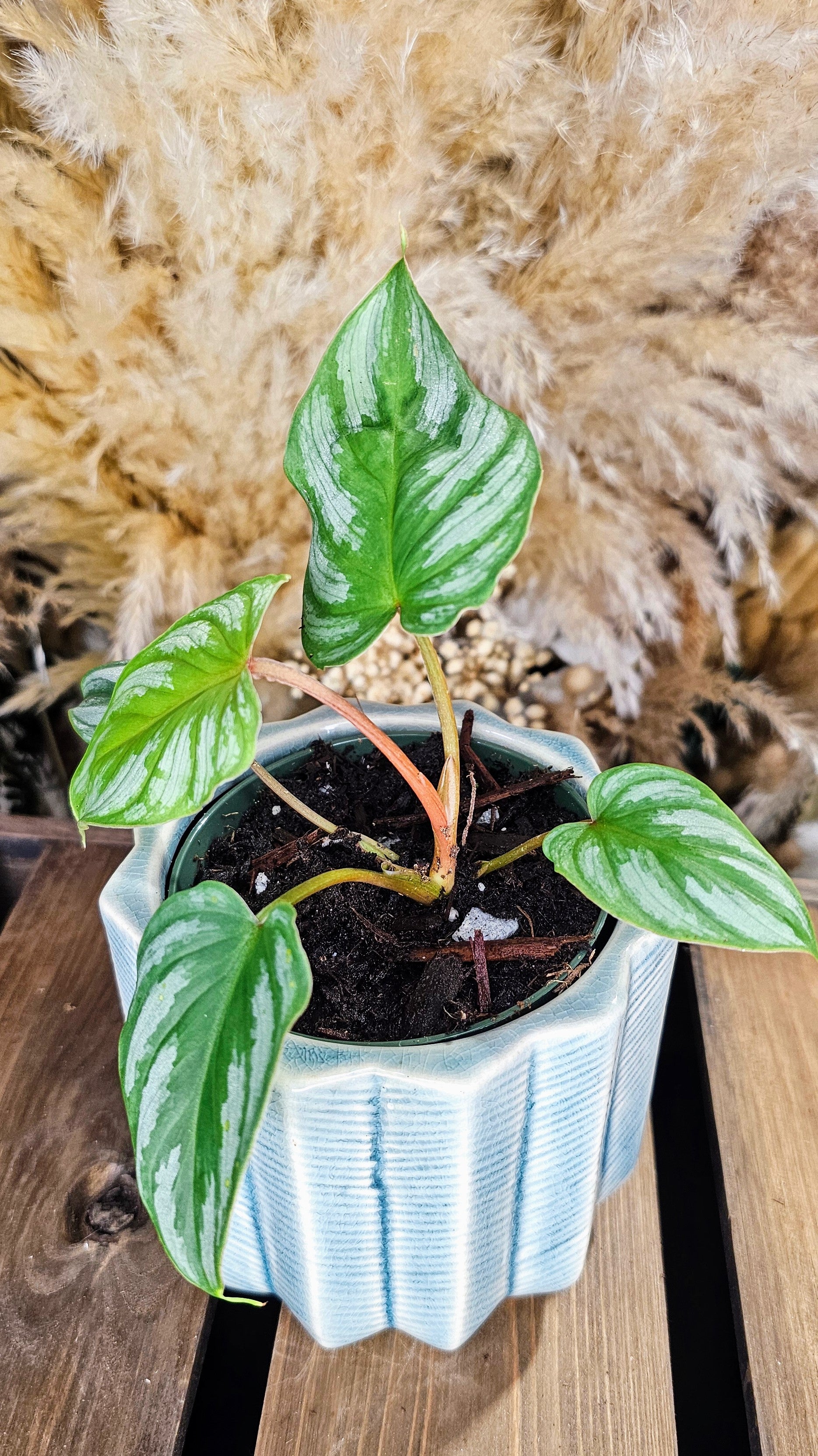 Philodendron Plowmanii (WPP01)