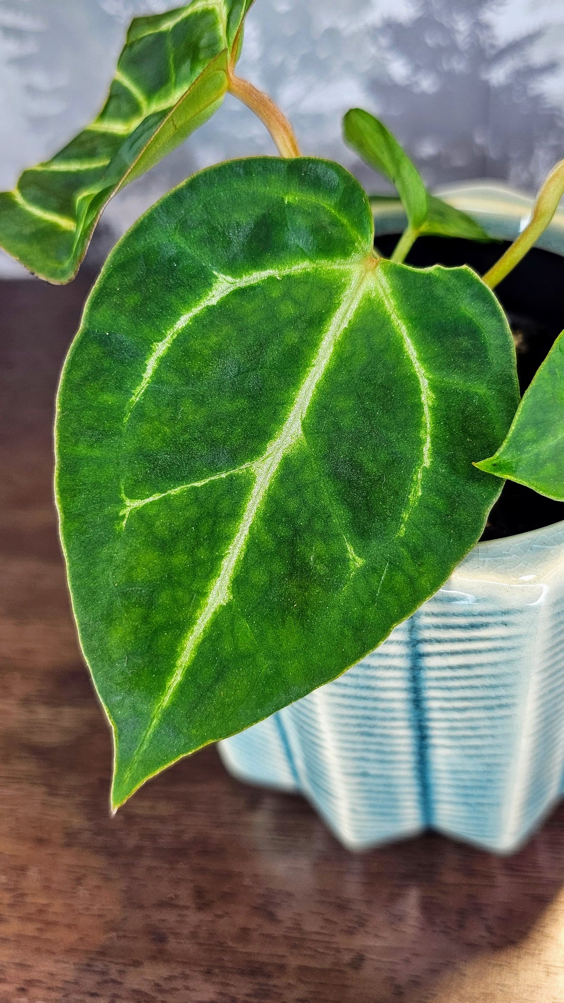 Anthurium Black Velvet (A03)