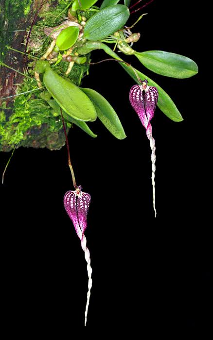Bulbophyllum cortortisepalum "red"