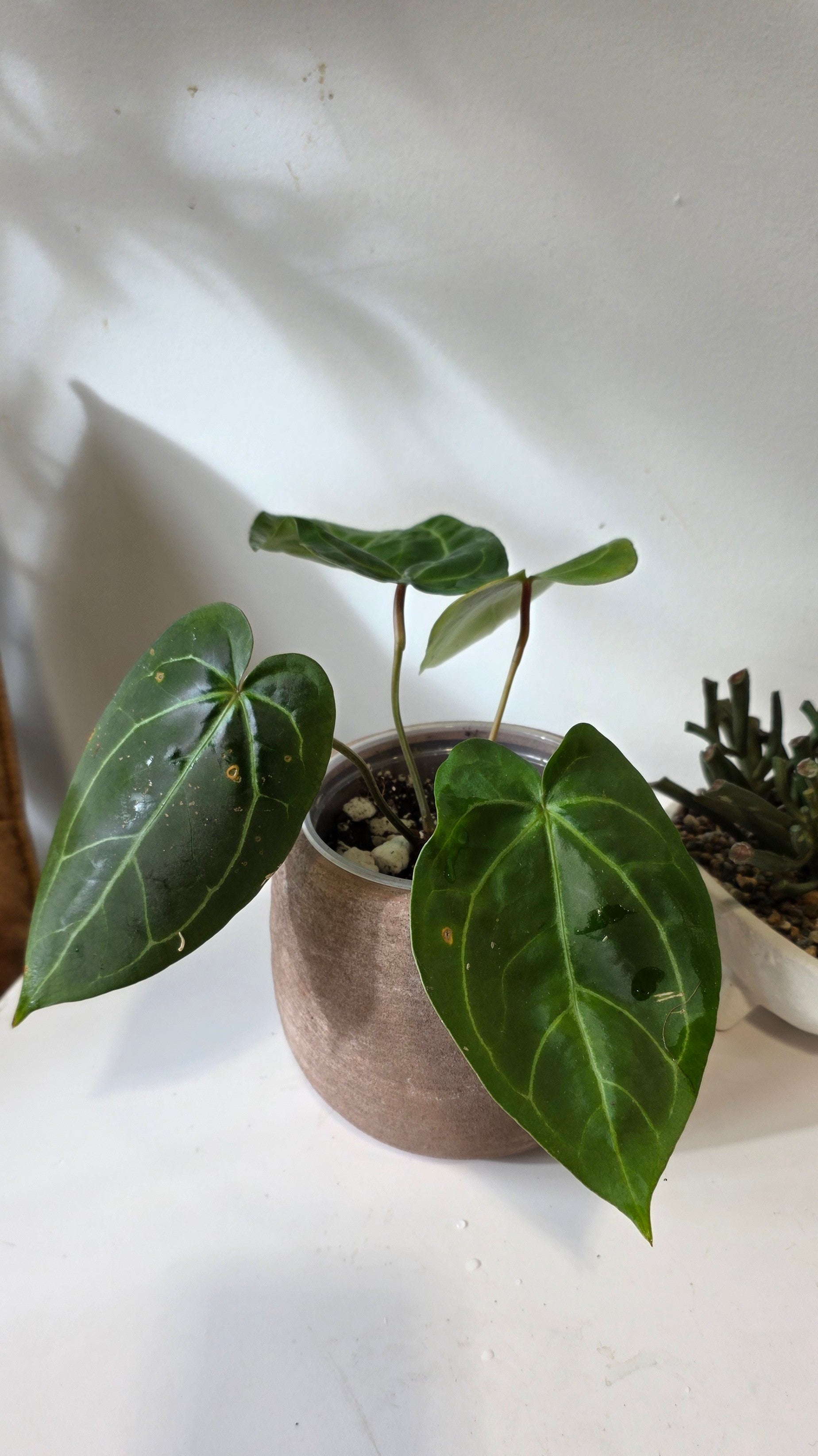 Anthurium Red Crystallinum X Forgetii "a"