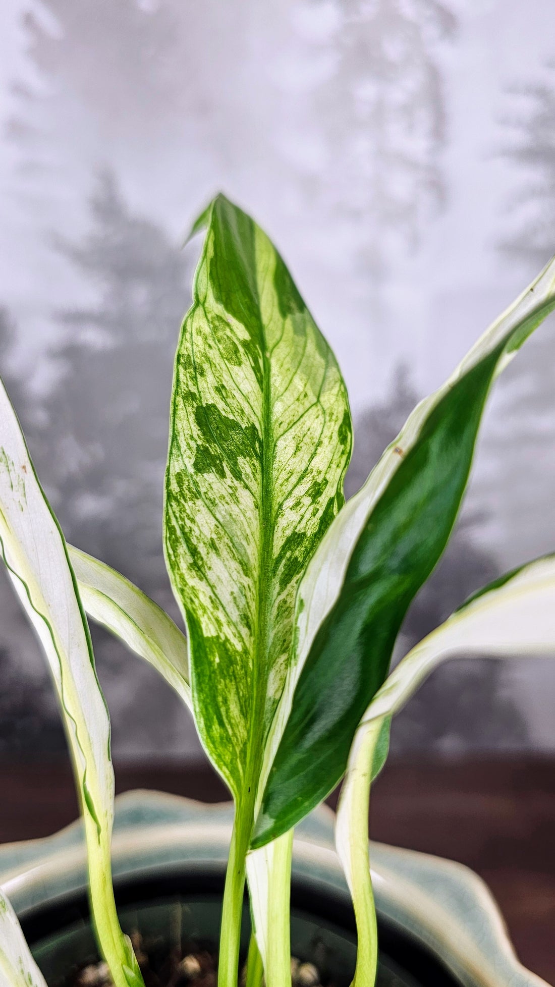 Sectoral Var. Peace Lilly