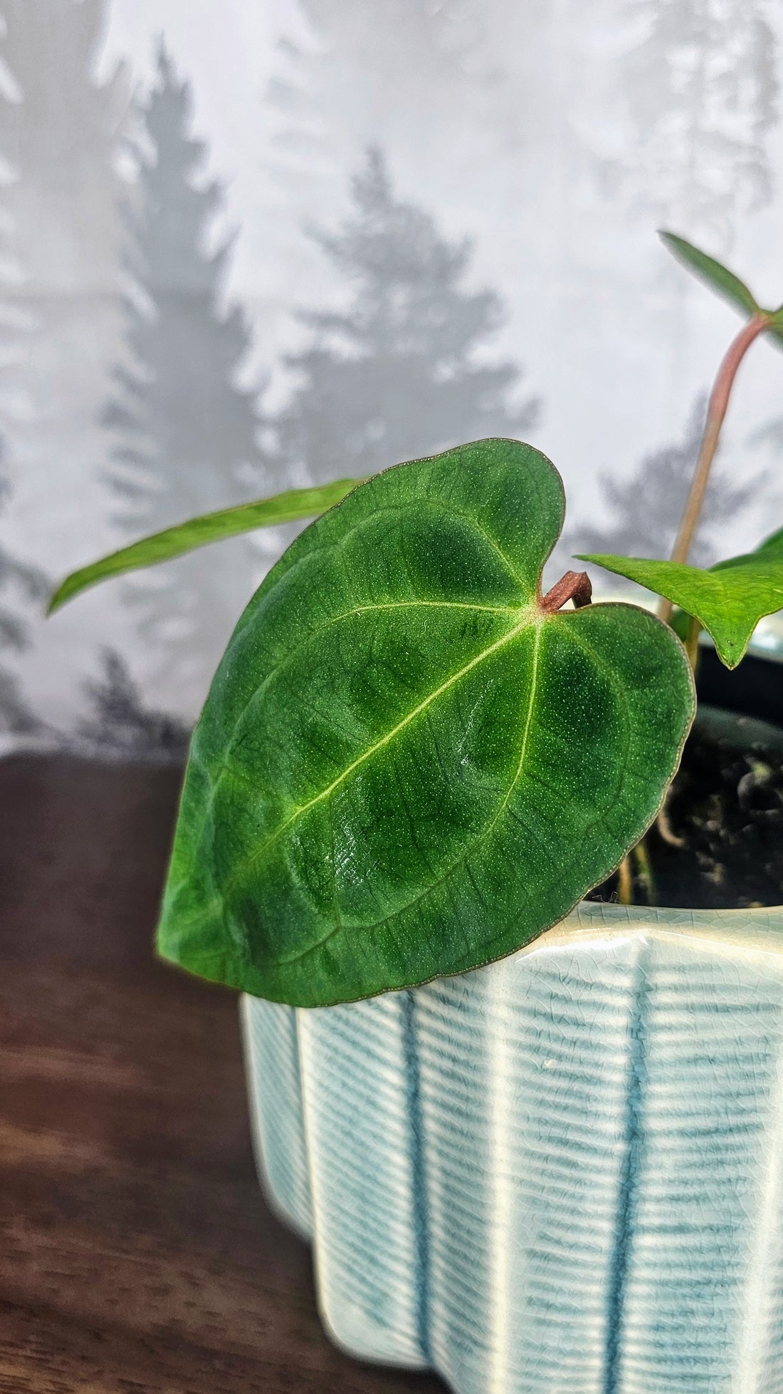 Anthurium Ace of Spades Dark Form (A1)