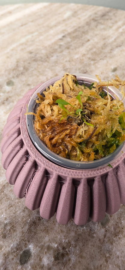 Lepanthes Telipogoniflora
seedling