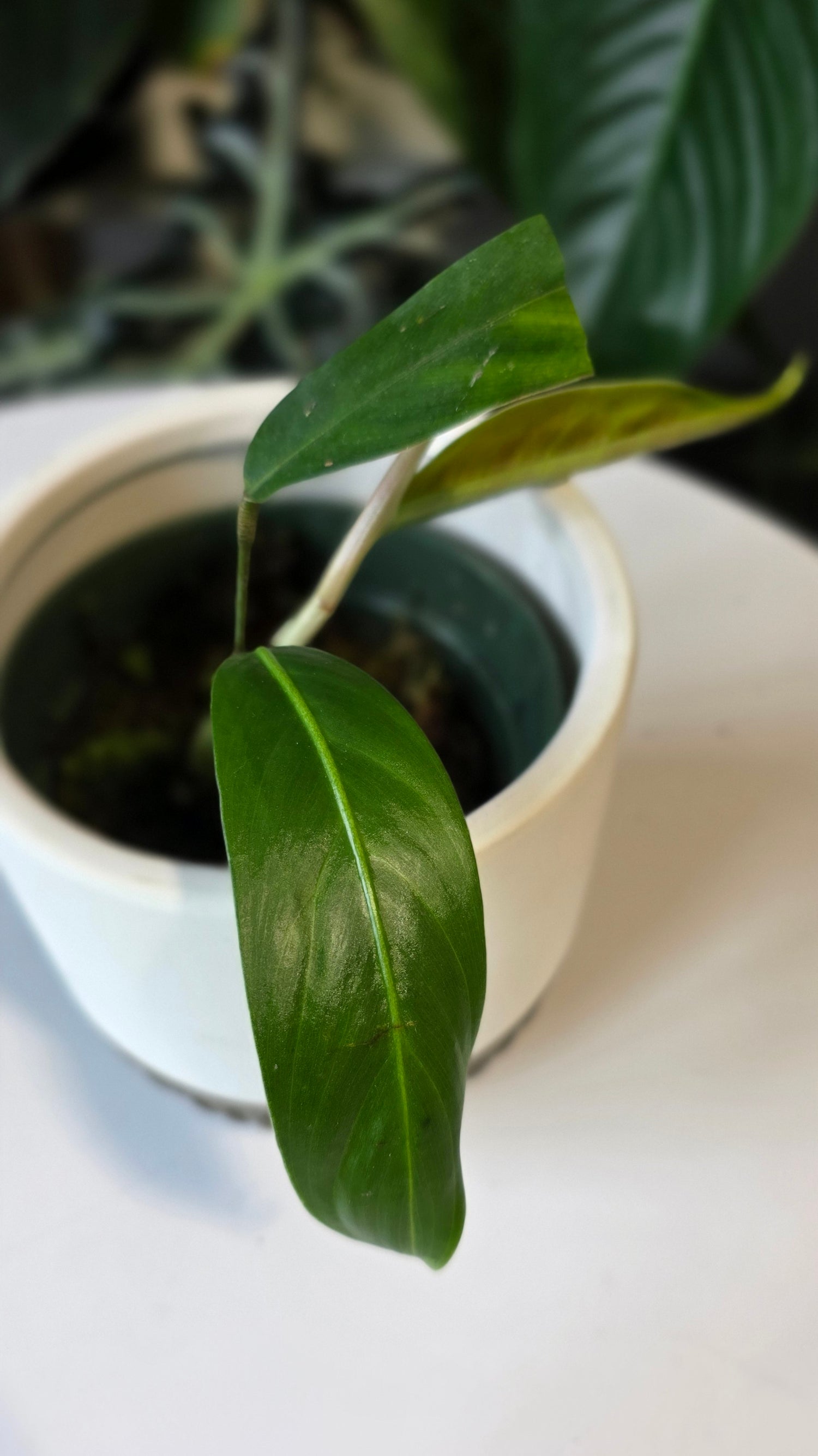 Philodendron heterocraspedon