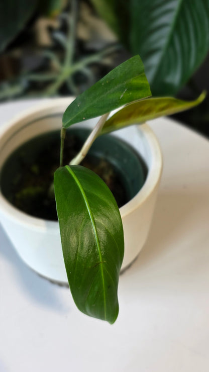Philodendron heterocraspedon