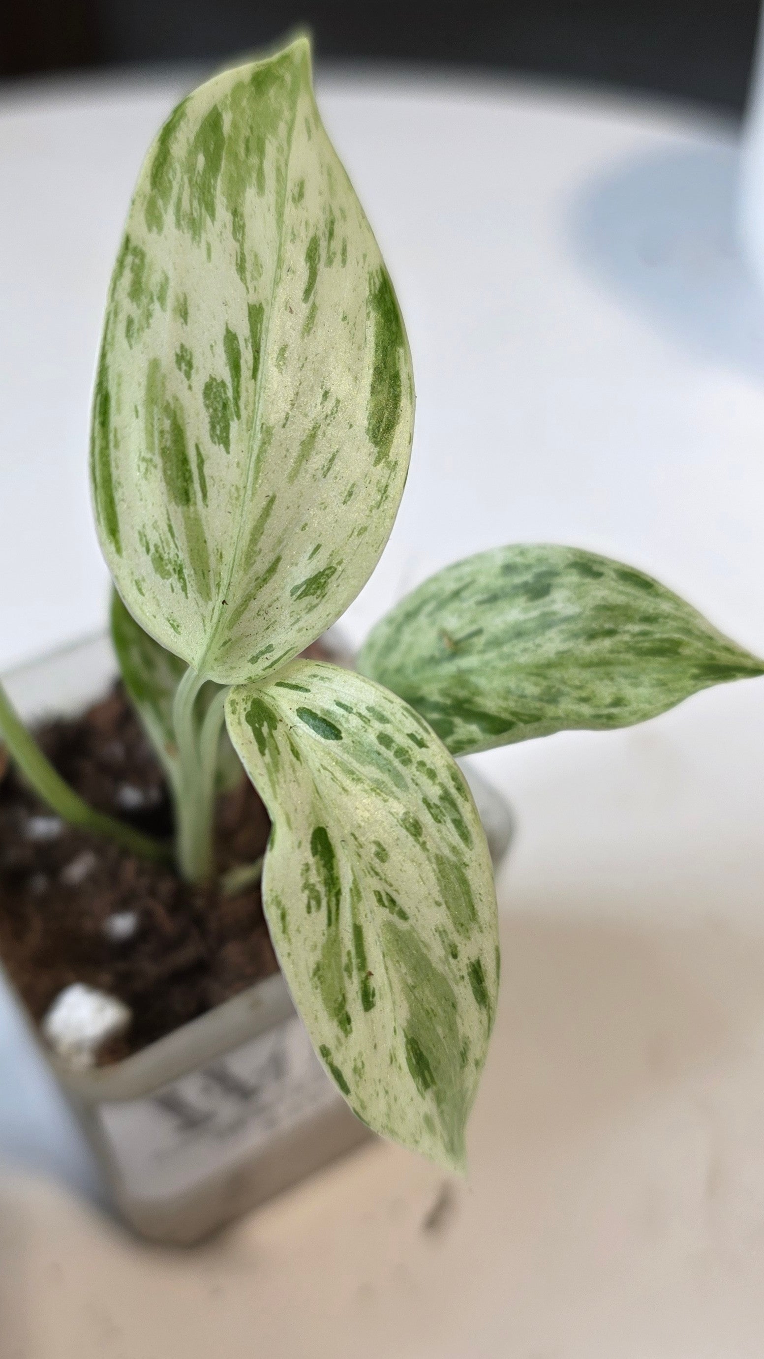 Scindapsus mount salak variegated