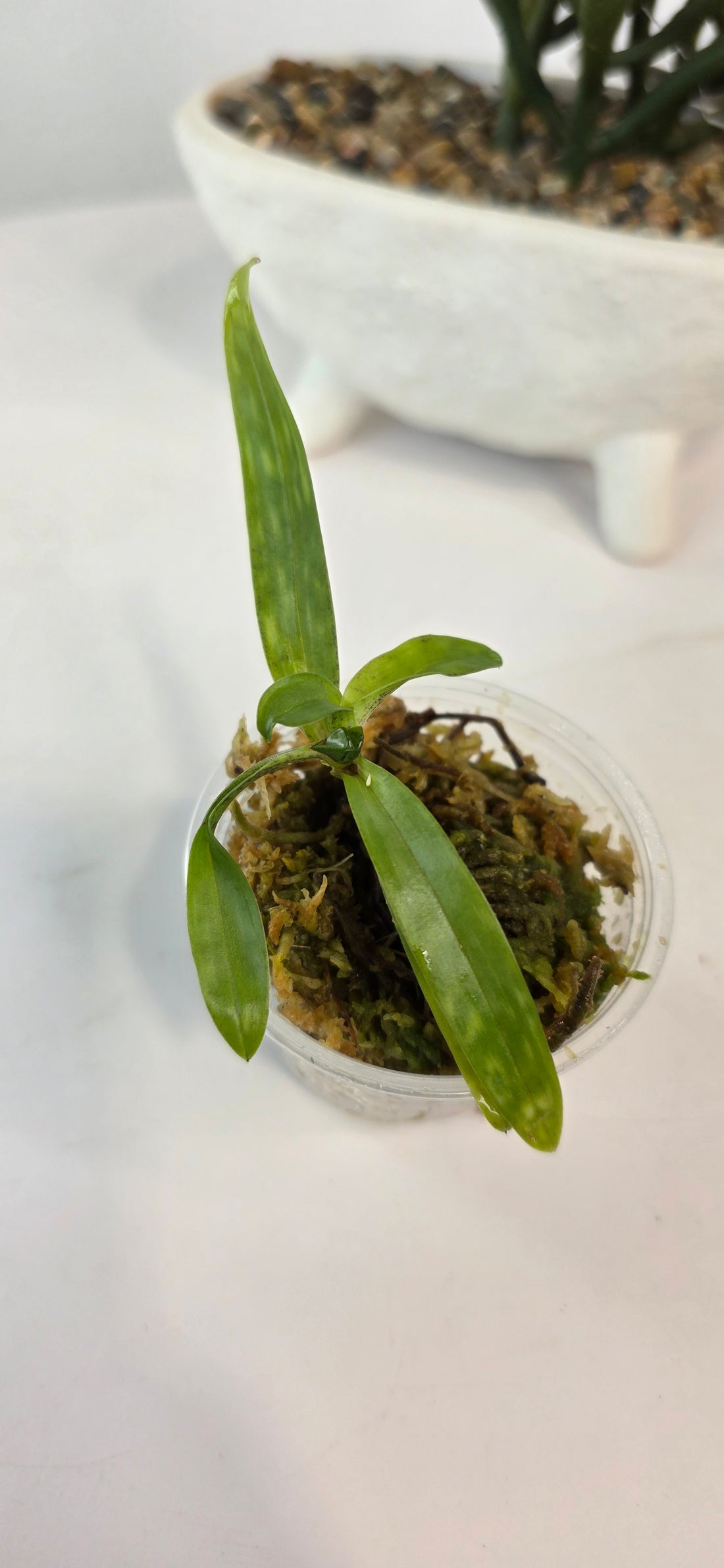 Paphiopedilum dodyanum