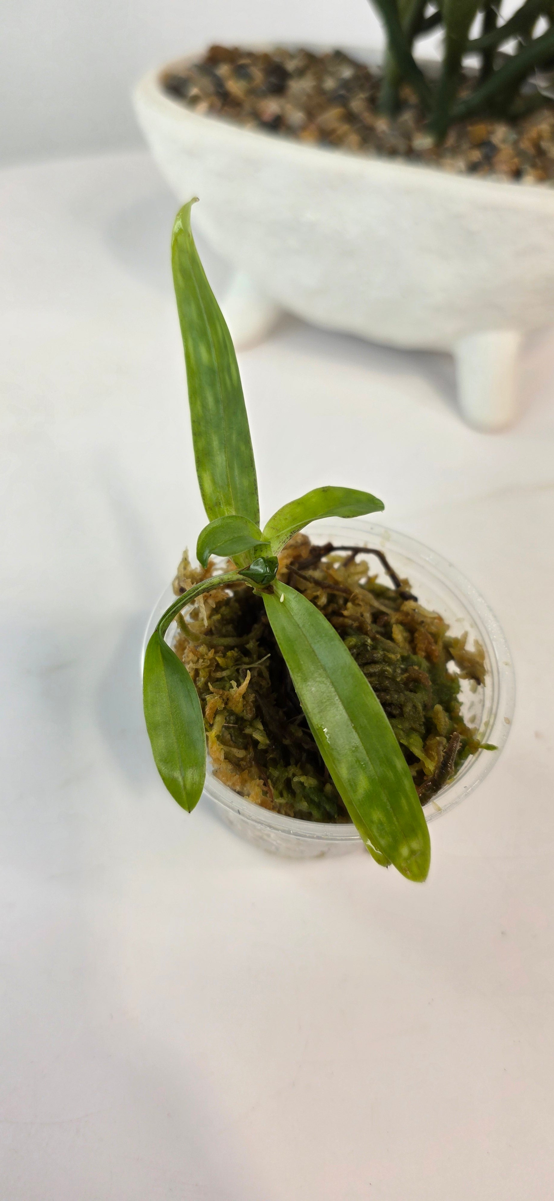 Paphiopedilum dodyanum