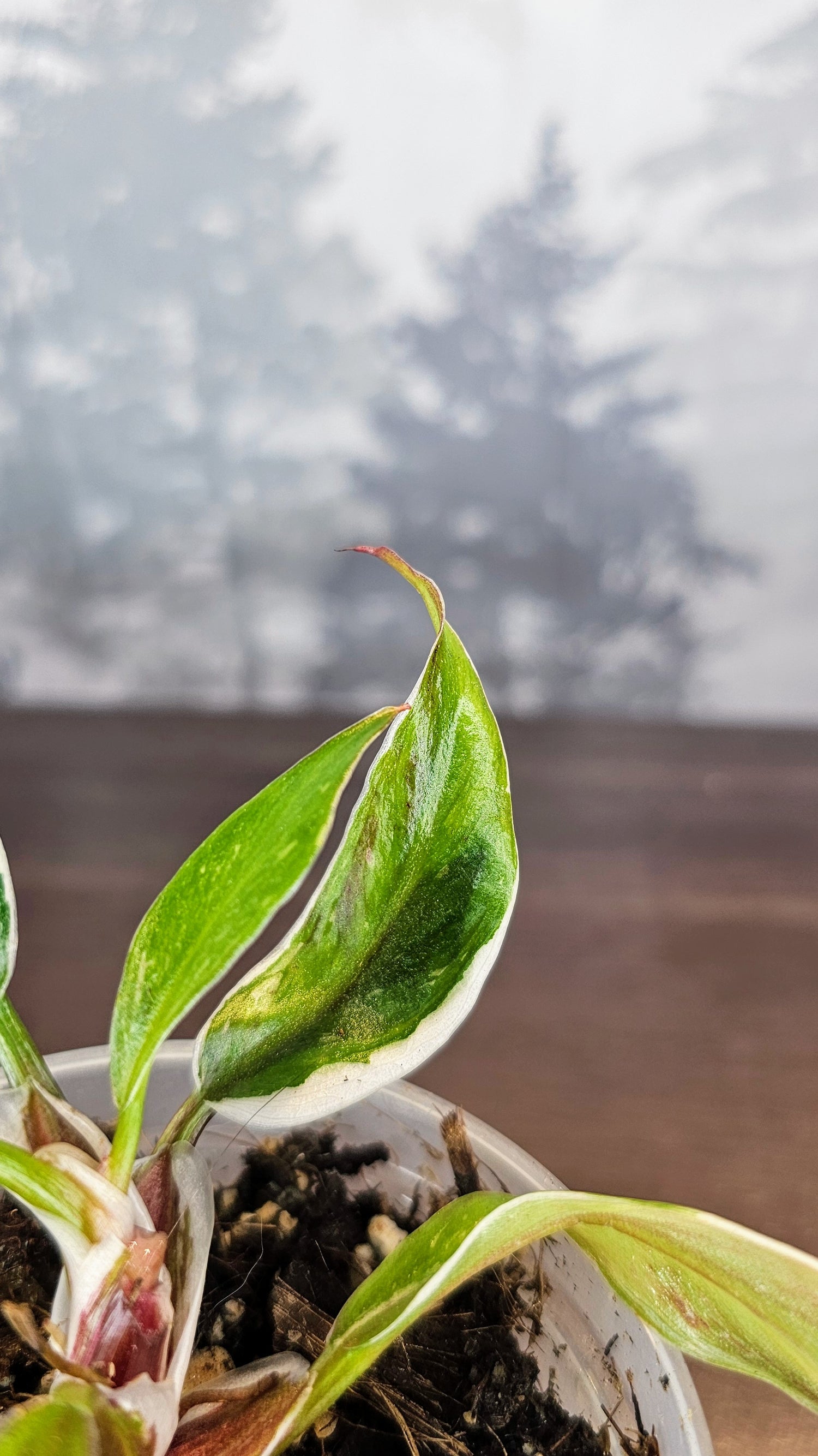 philodendron white knight soil Philodendron White Knight Mutation (PH02) – Wilderly