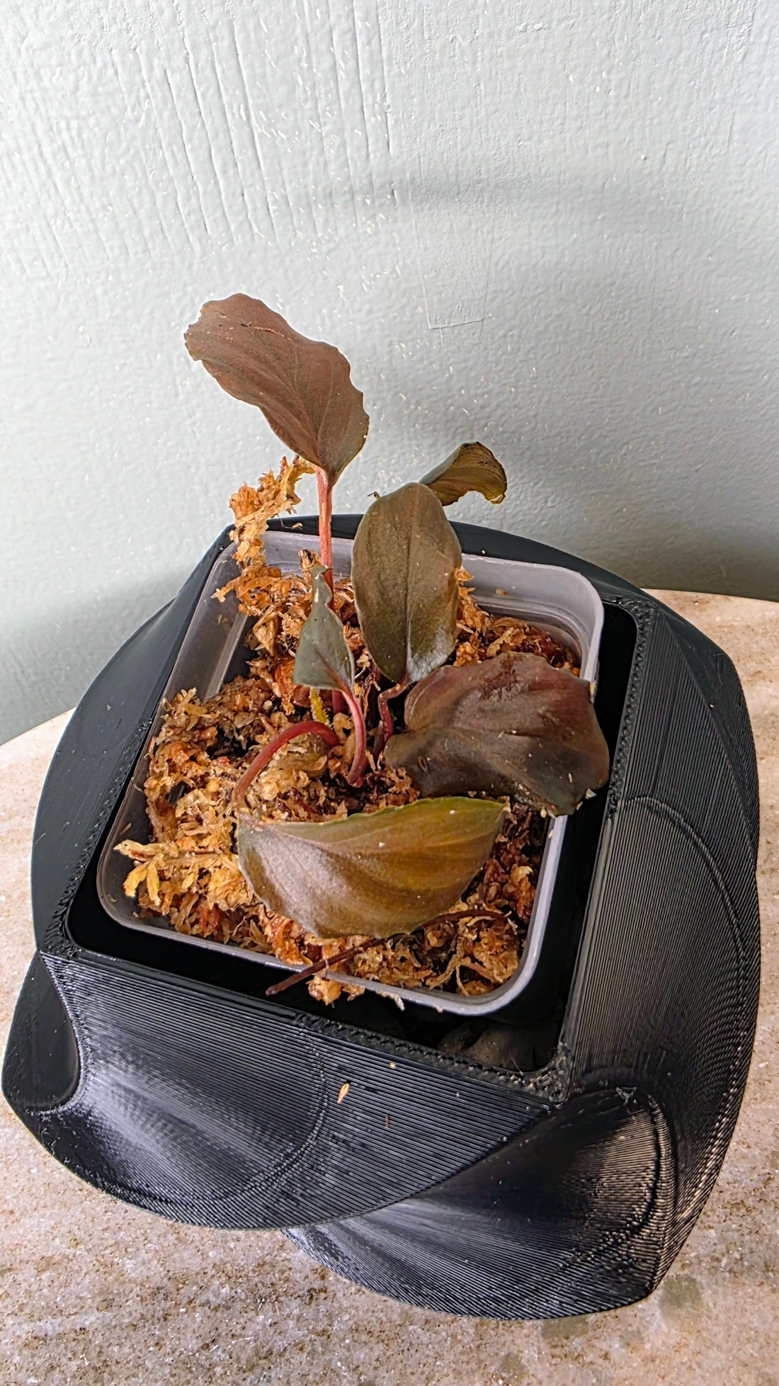 Homalomena sp. metallic