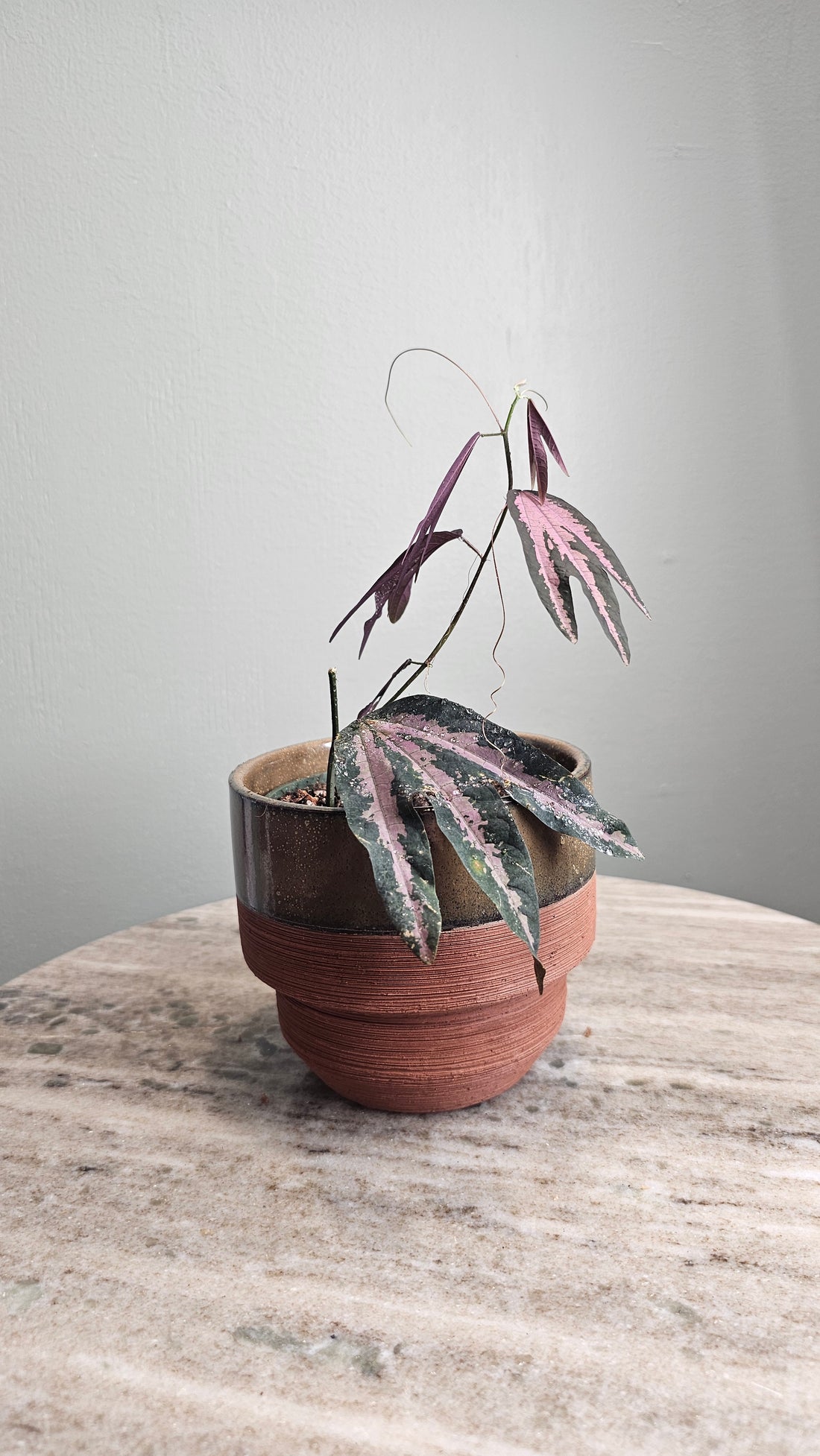 Passiflora trifasciata purple