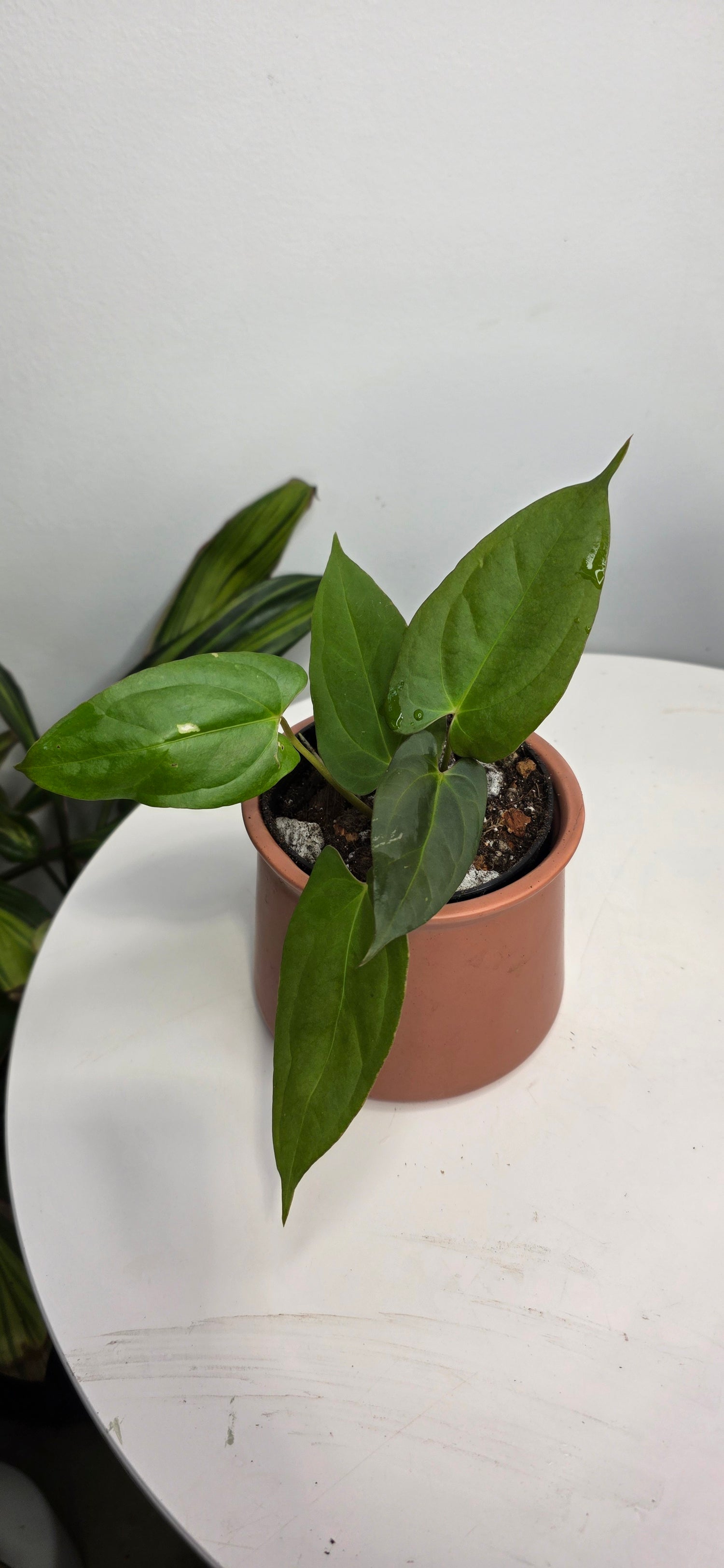 Anthurium Blue Pap x One DP B