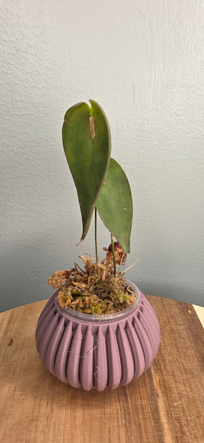 Pleurothallis nipterophylla