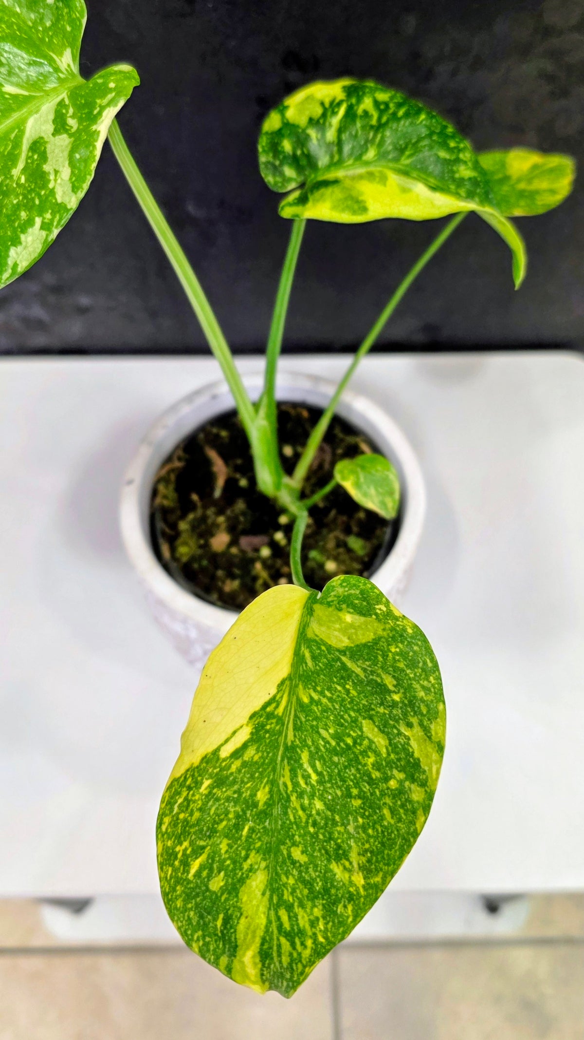 Monstera Electrolyte Variegated A
