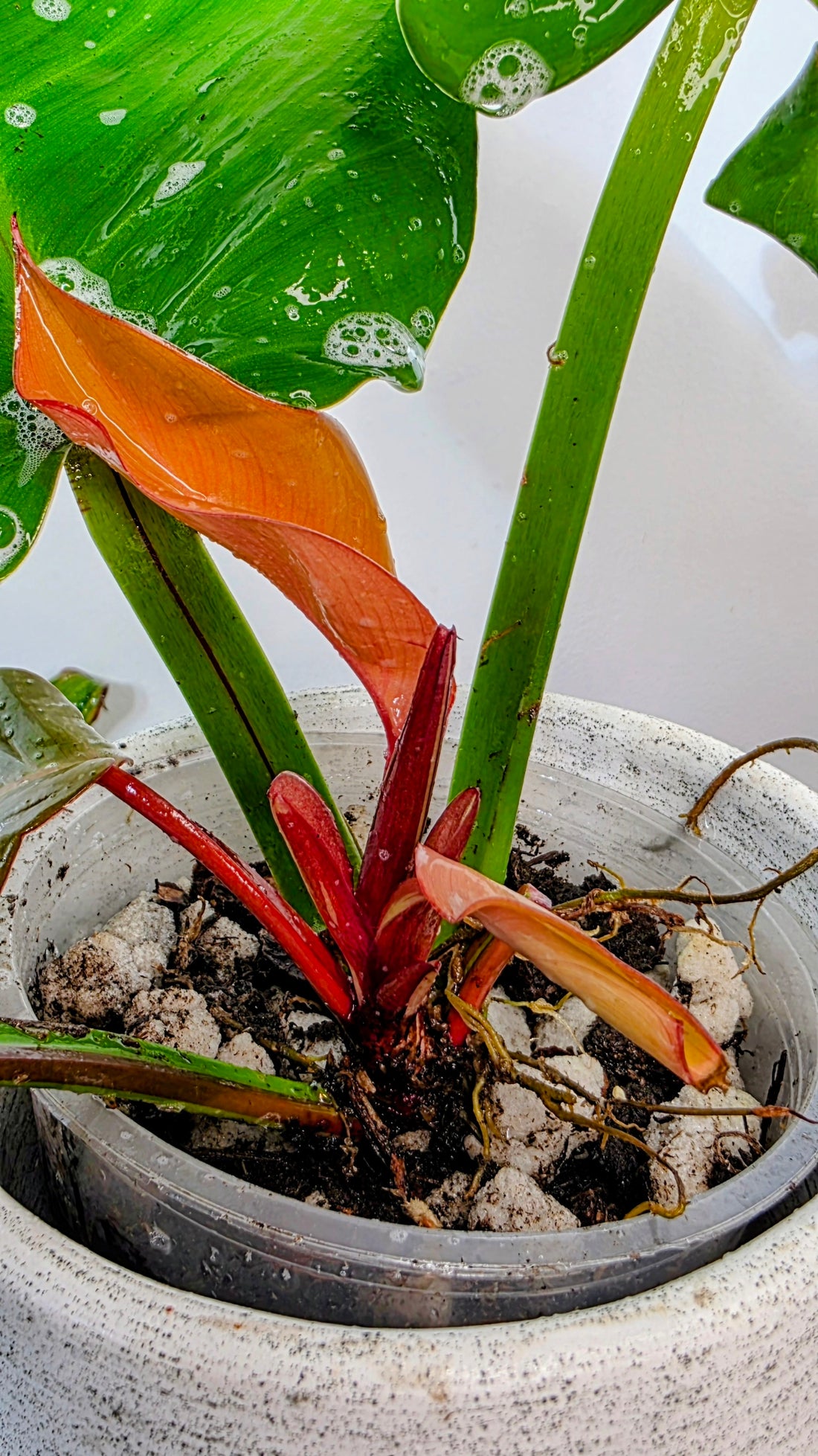 Philodendron Red Moon C