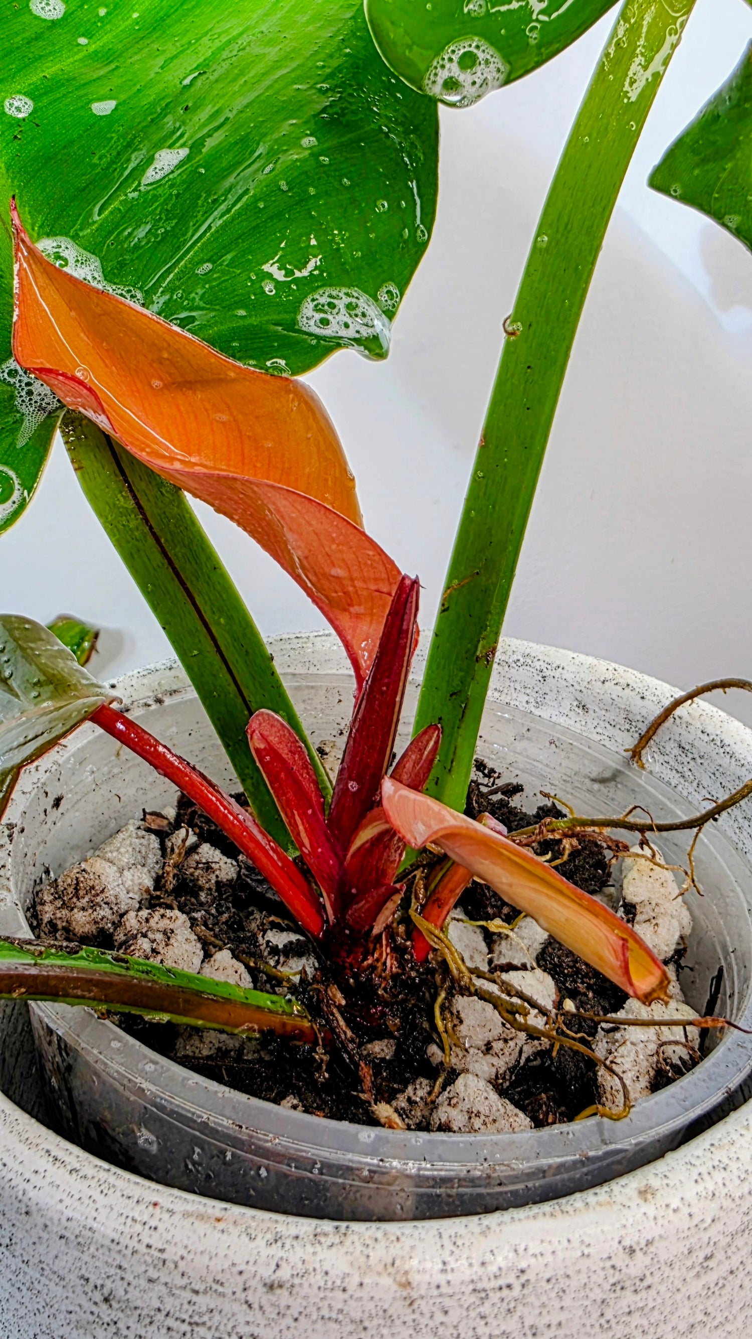 Philodendron Red Moon C