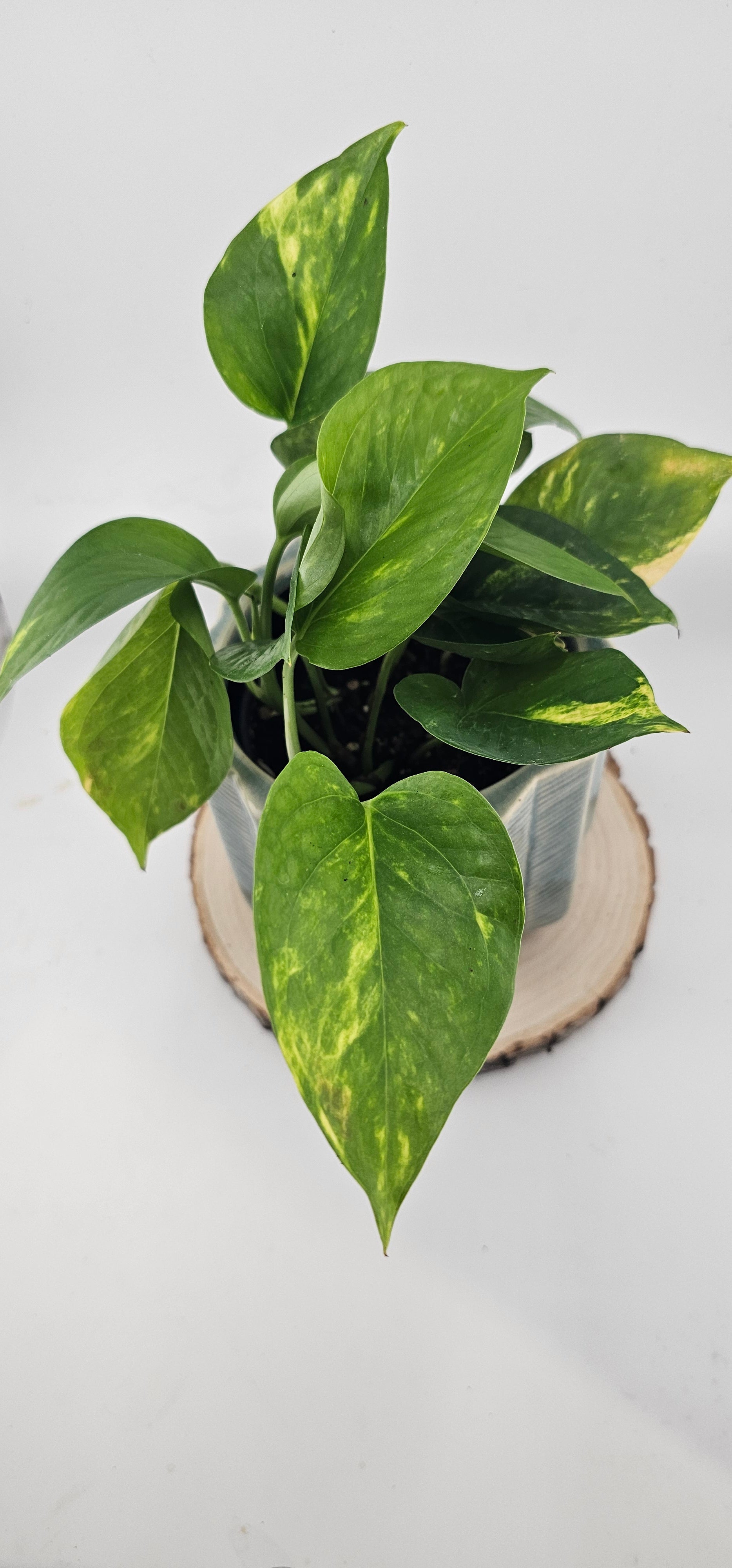 Pothos Golden 4&quot;