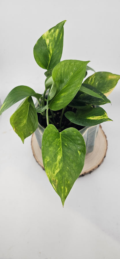 Pothos Golden 4&quot;