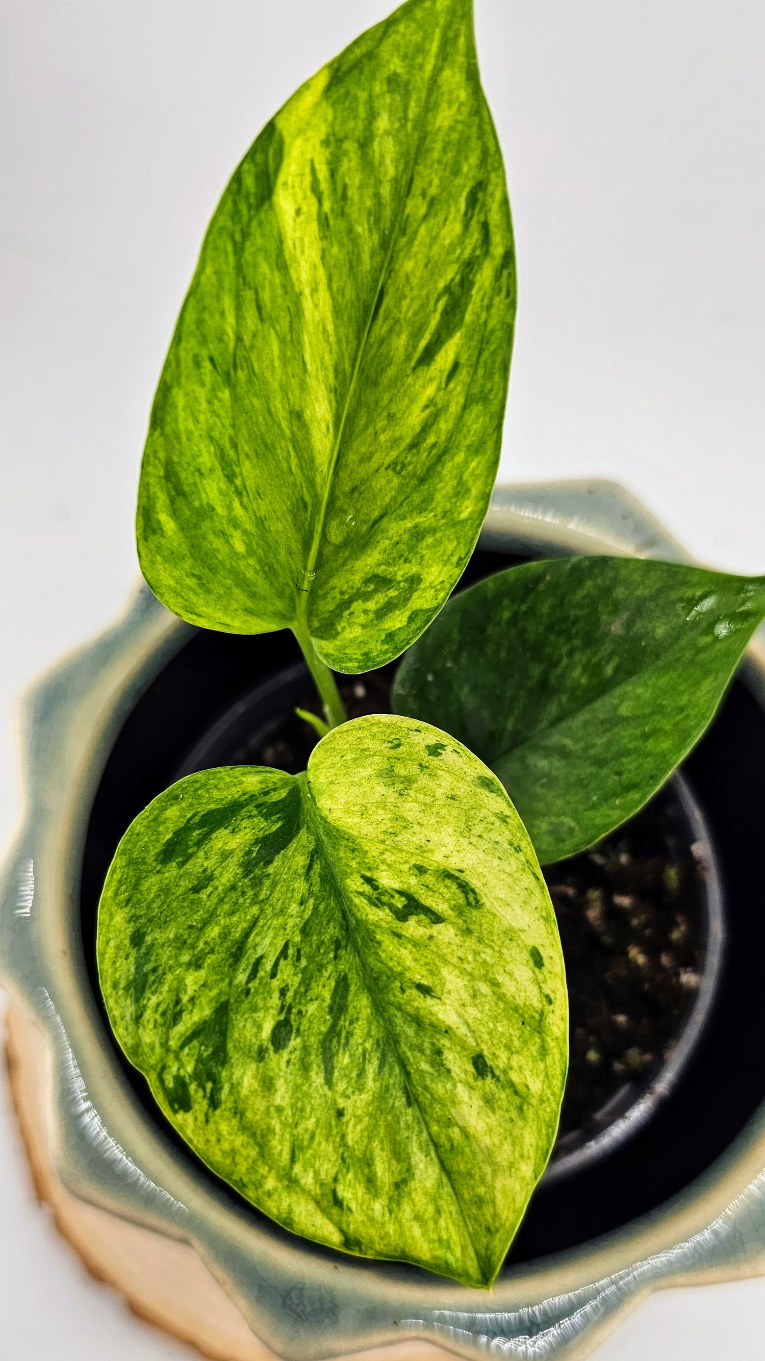 Epipremnum aureum &