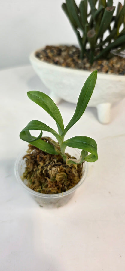 Paphiopedilum appletonianum