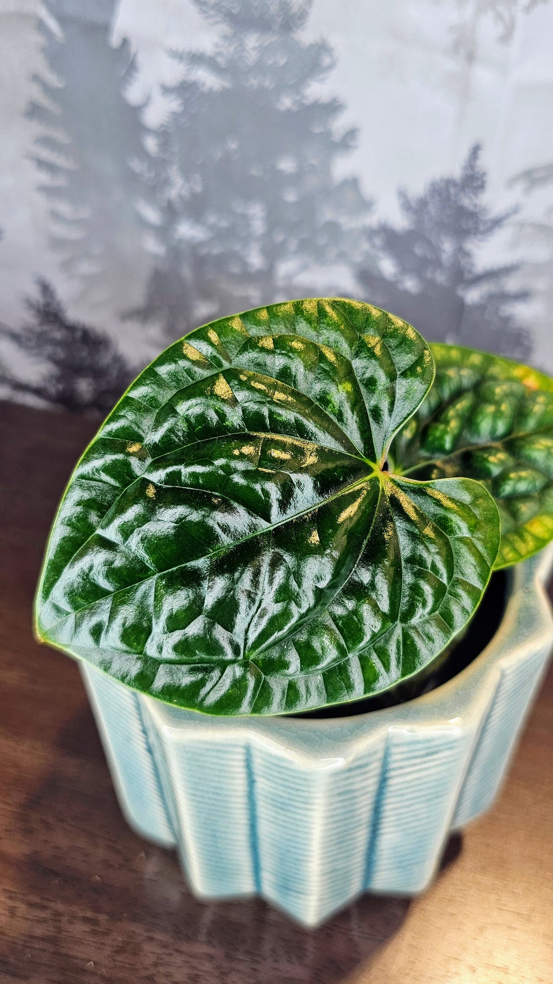 Anthurium Luxurians (WA62)