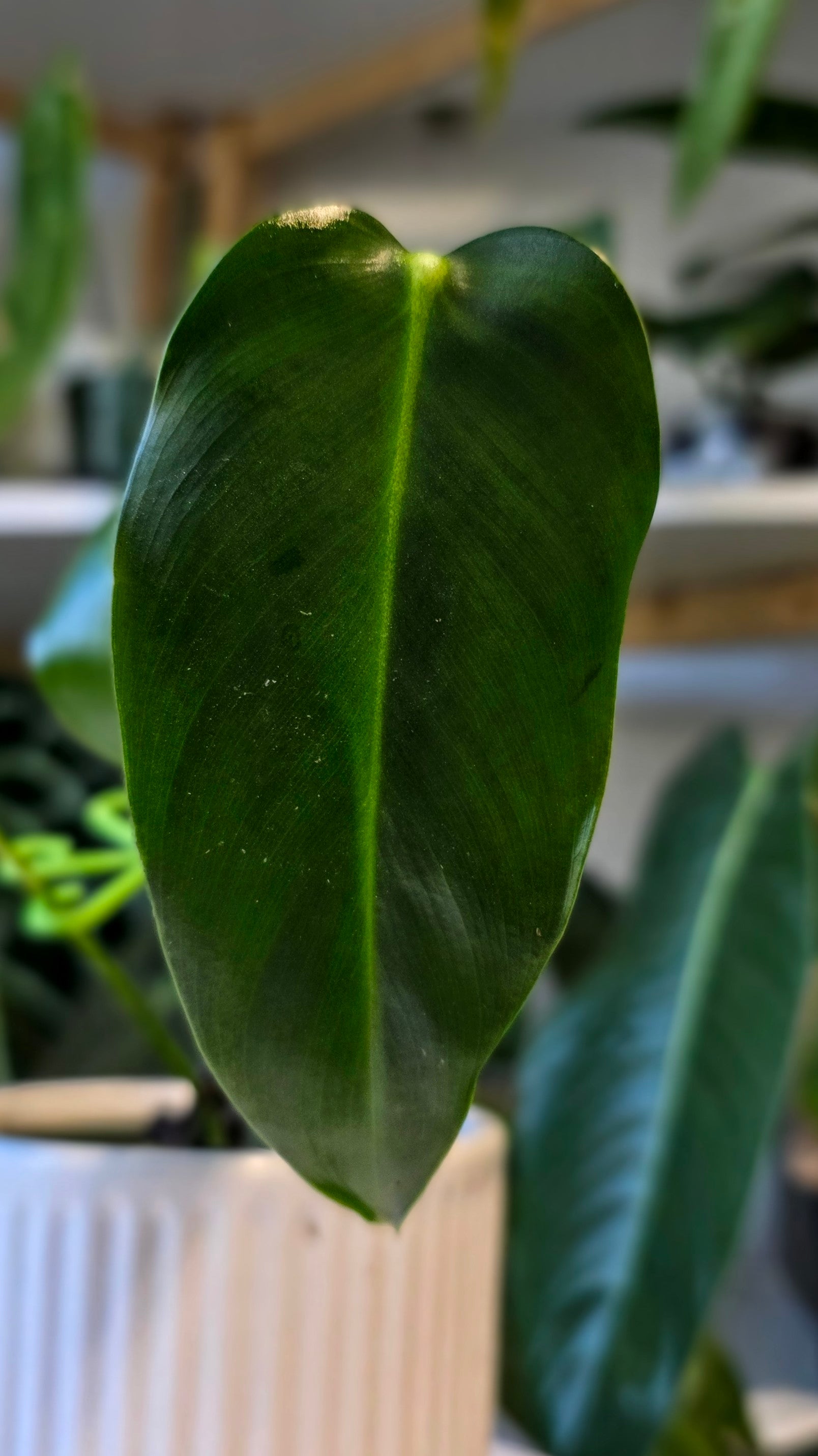 Philodendron Esmeralda Spirit (B)