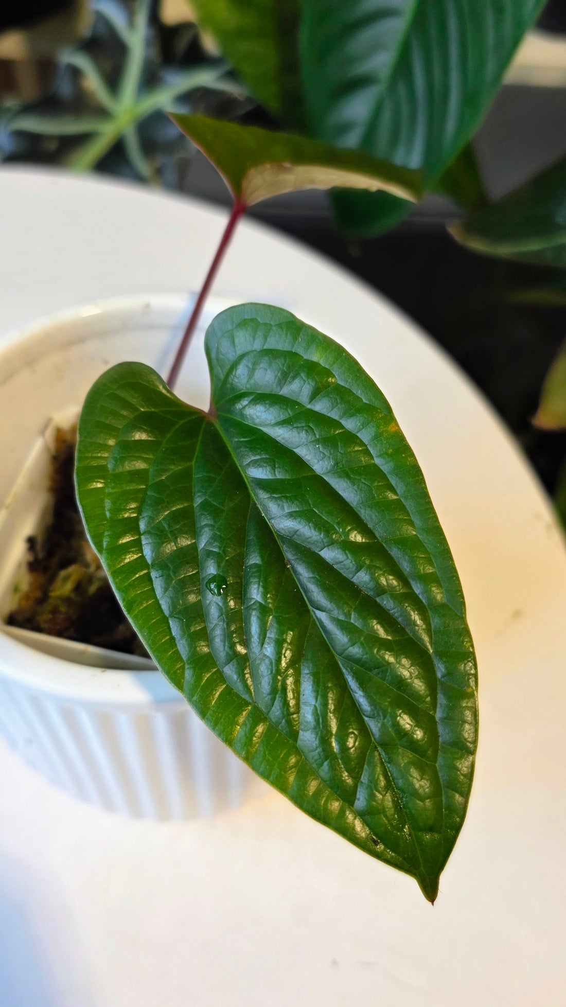 Anthurium Luxurians wild ecotype (b)