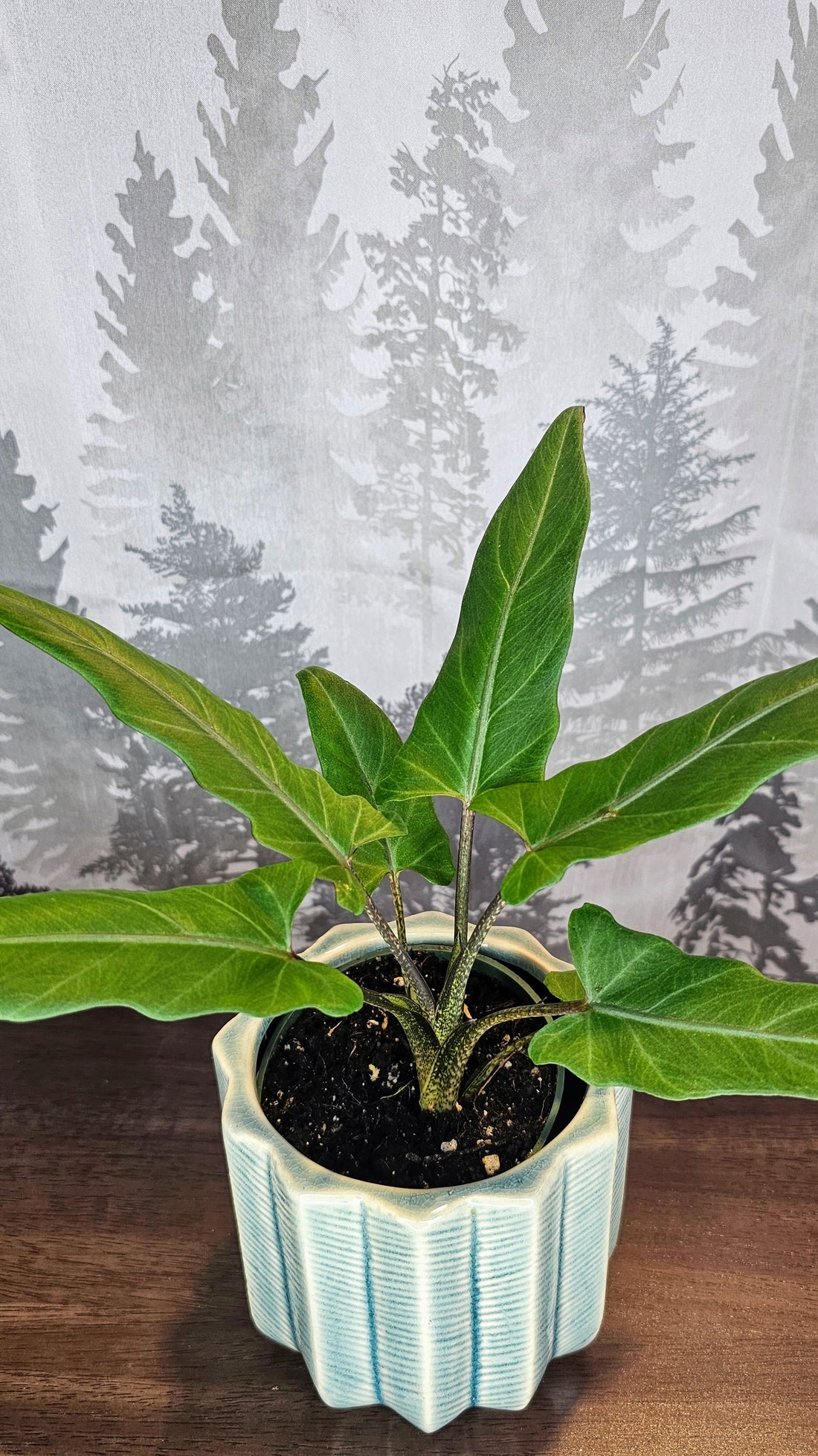 Alocasia Lauterbachiana Variegated (Minimal)
