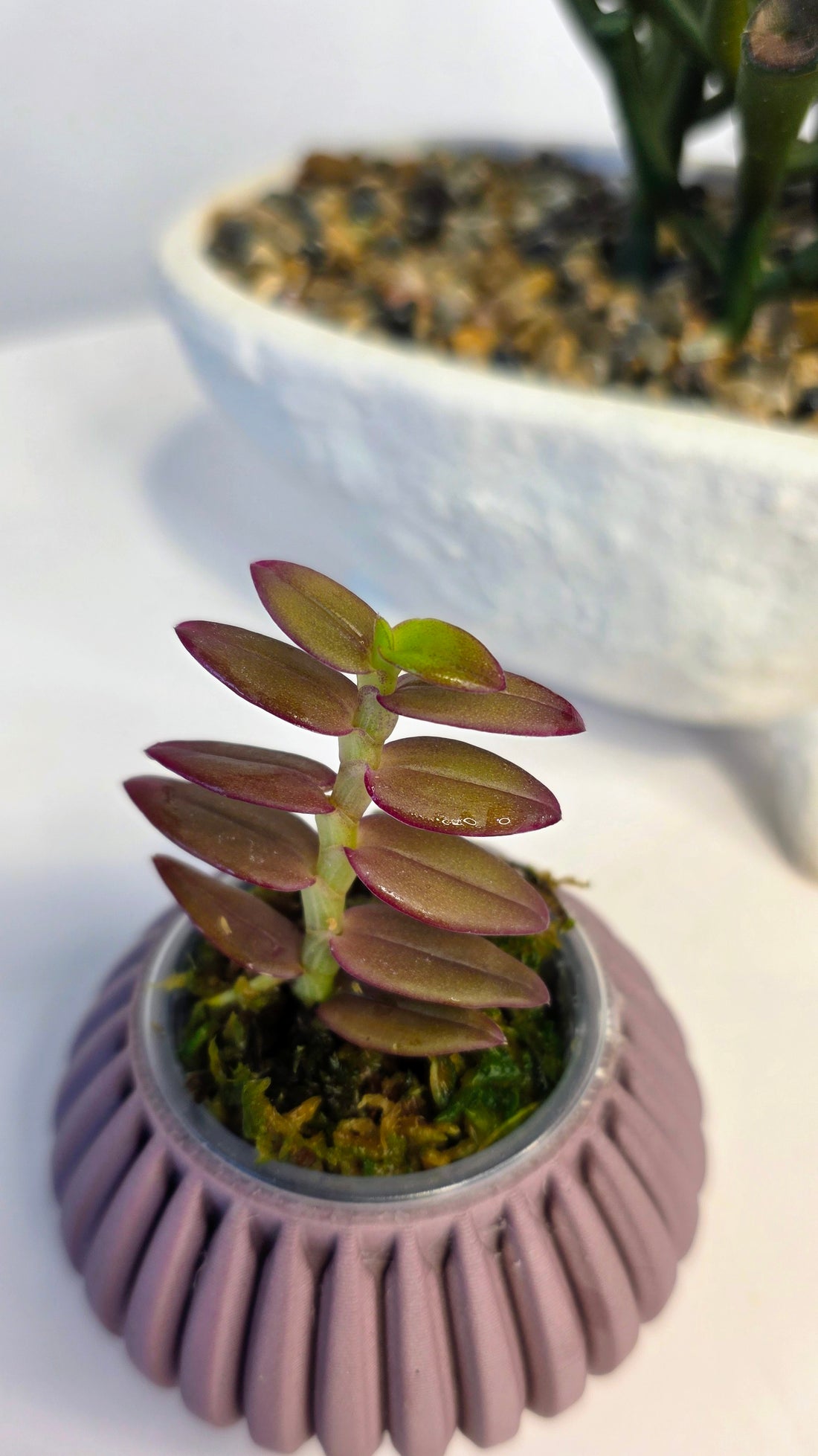 Epidendrum porpax