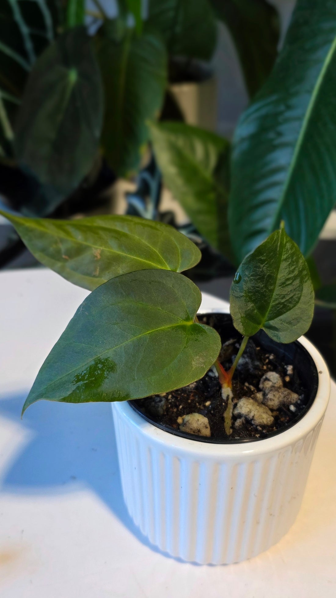 Anthurium Blue Pap x One DP (D)